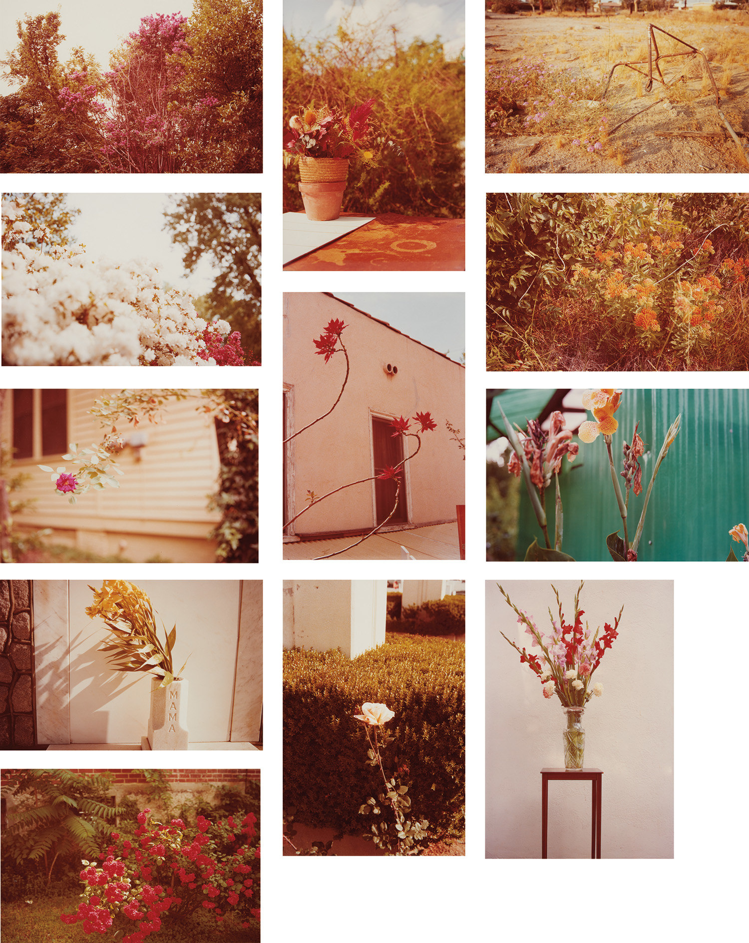 William Eggleston — Flowers