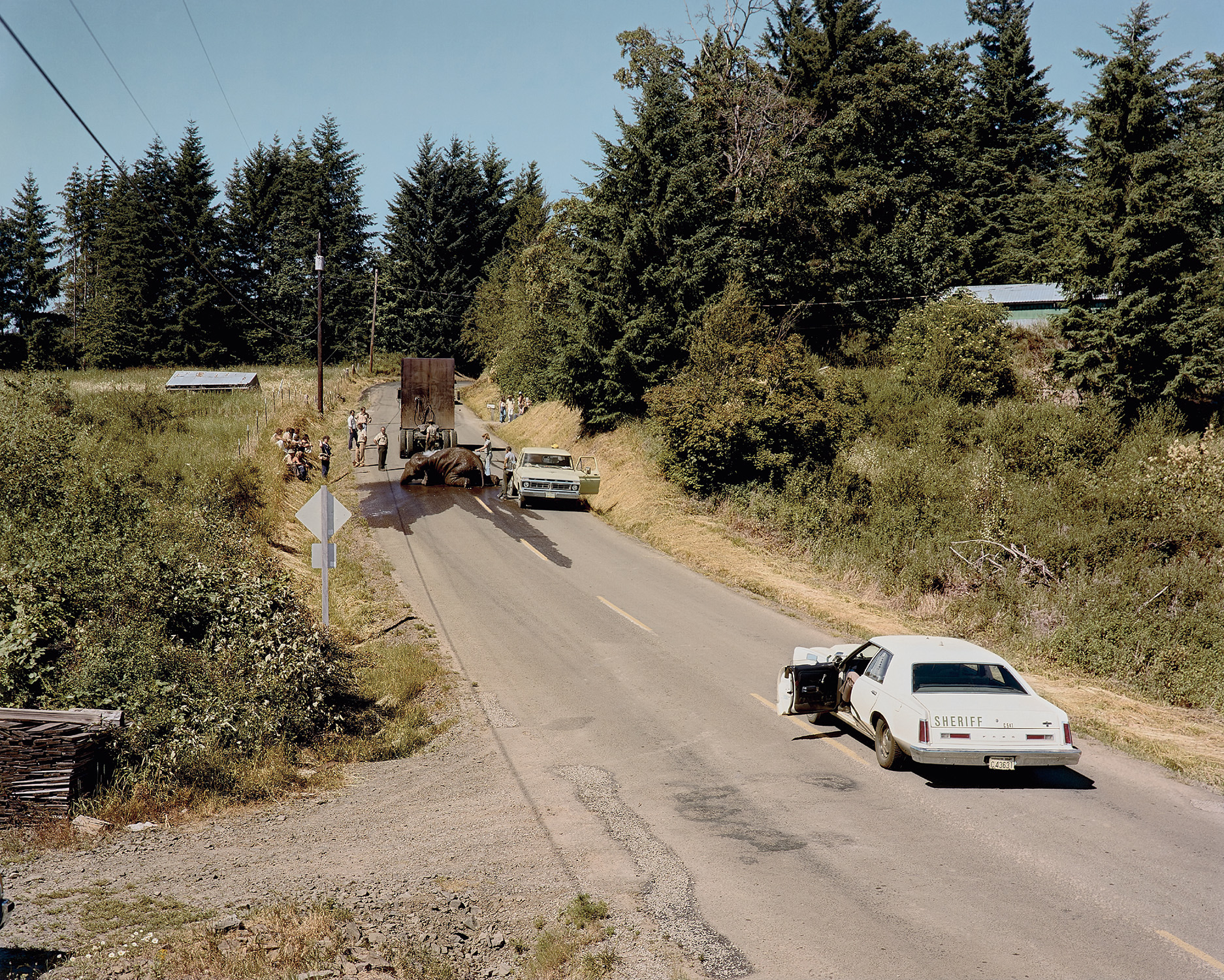 Exhausted Renegade Elephant, Woodland, Washington, June
