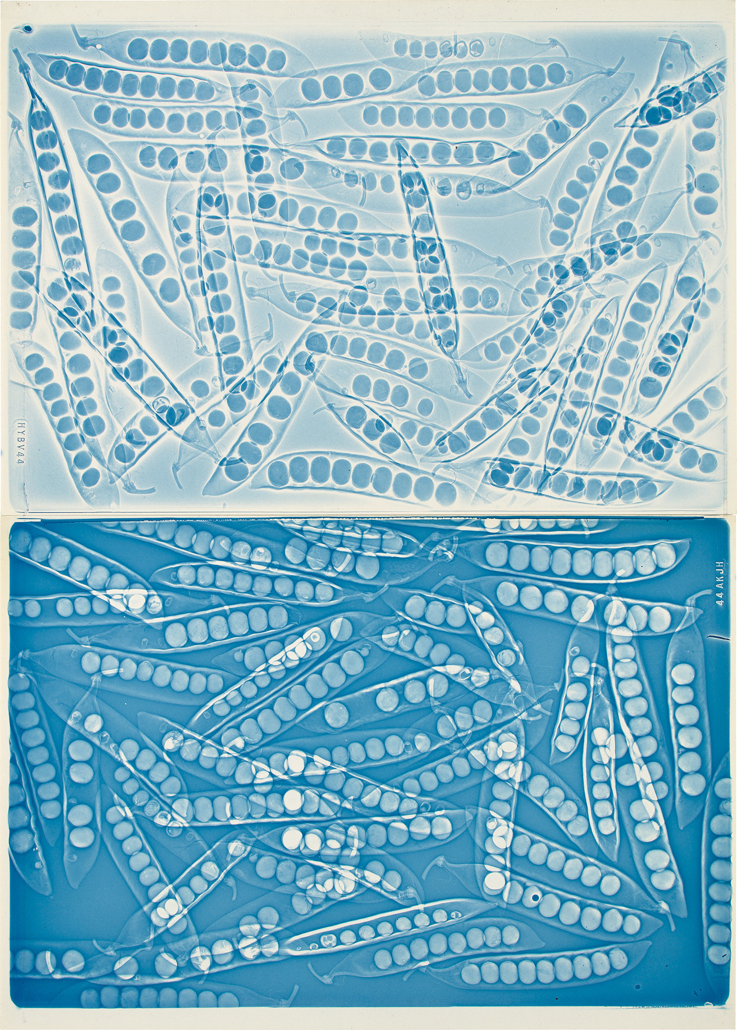 Sheila Pinkel — Peas (positive/negative)