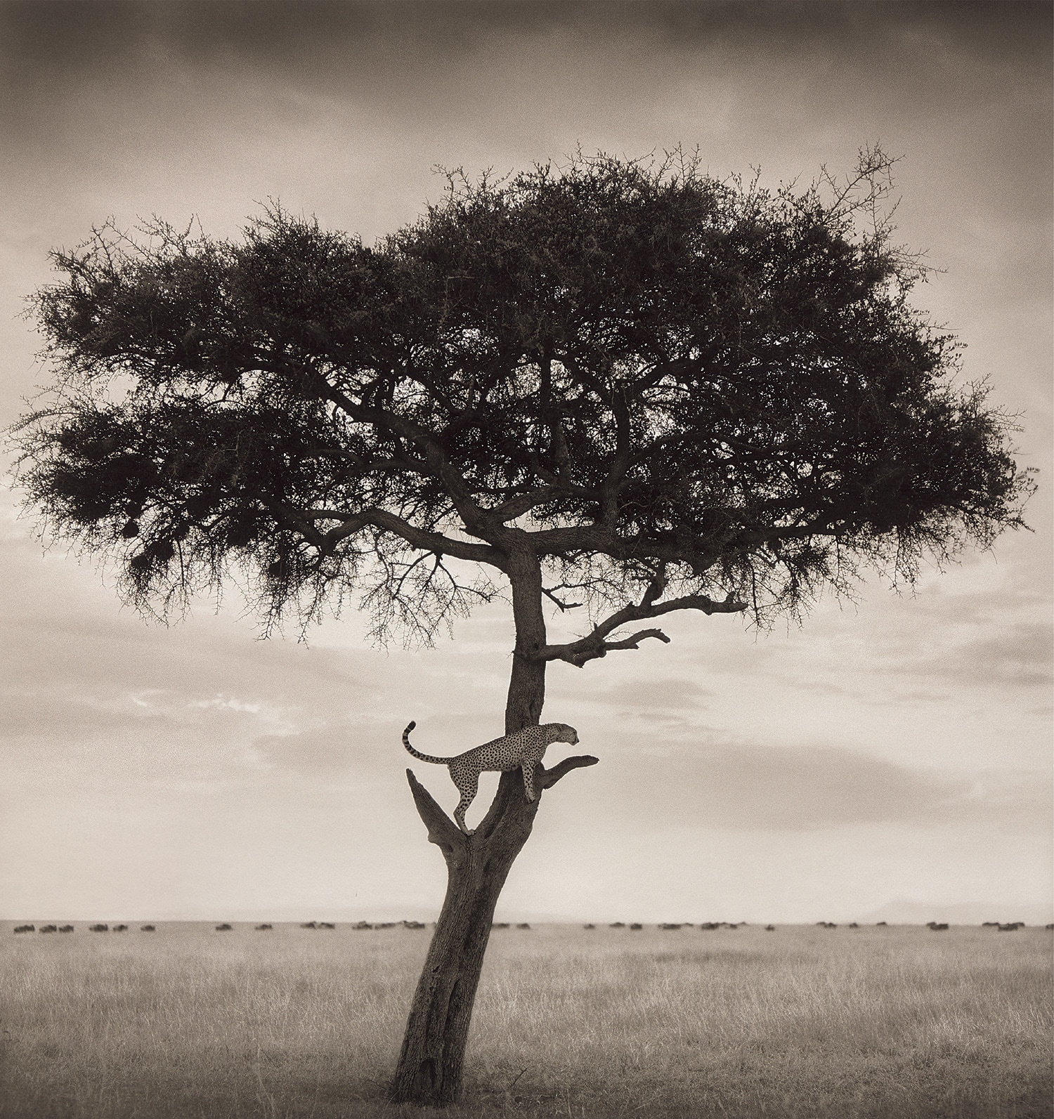 Nick Brandt — Cheetah in Tree, Maasai Mara