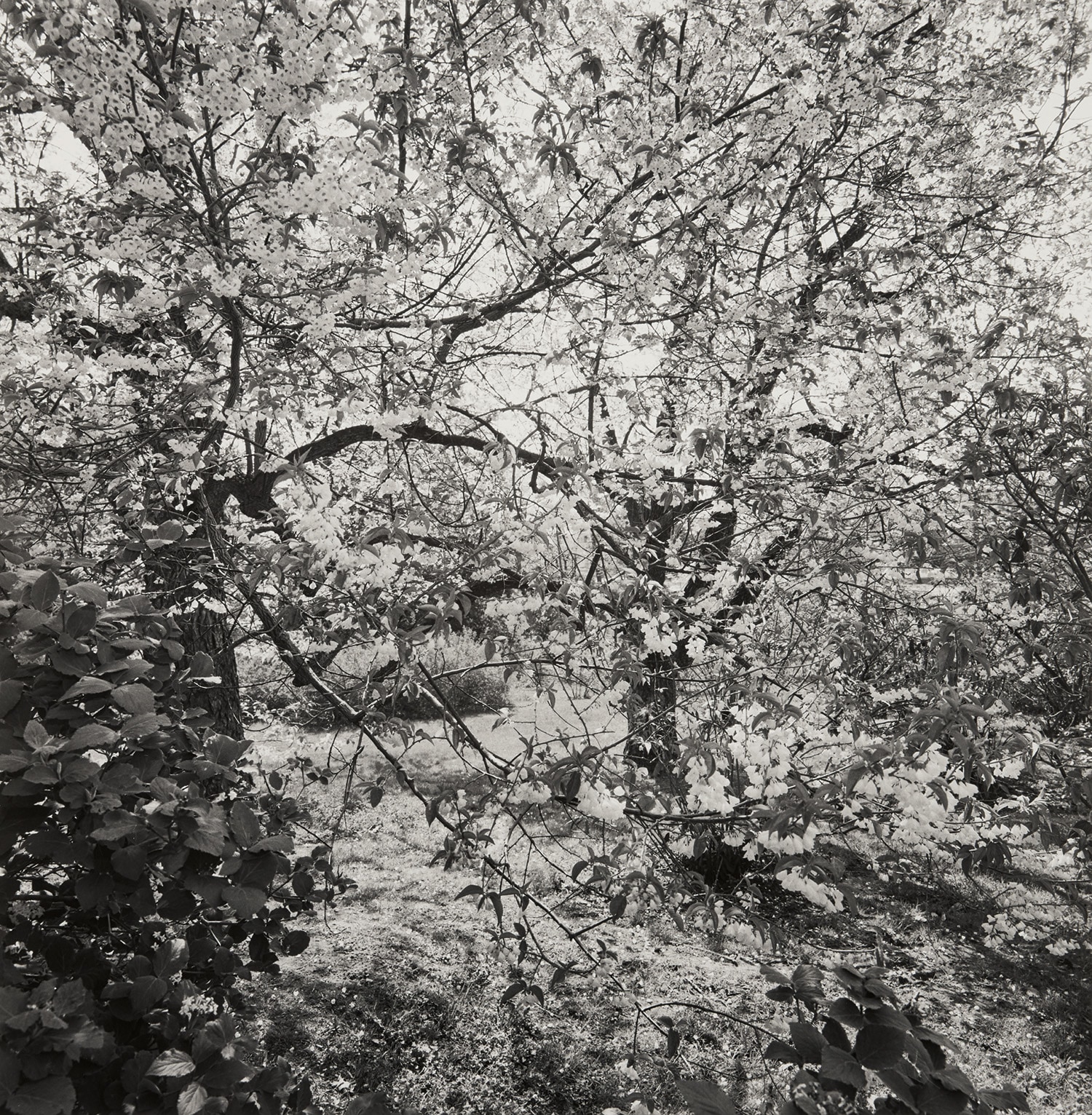 Lee Friedlander — Highland Park, Rochester