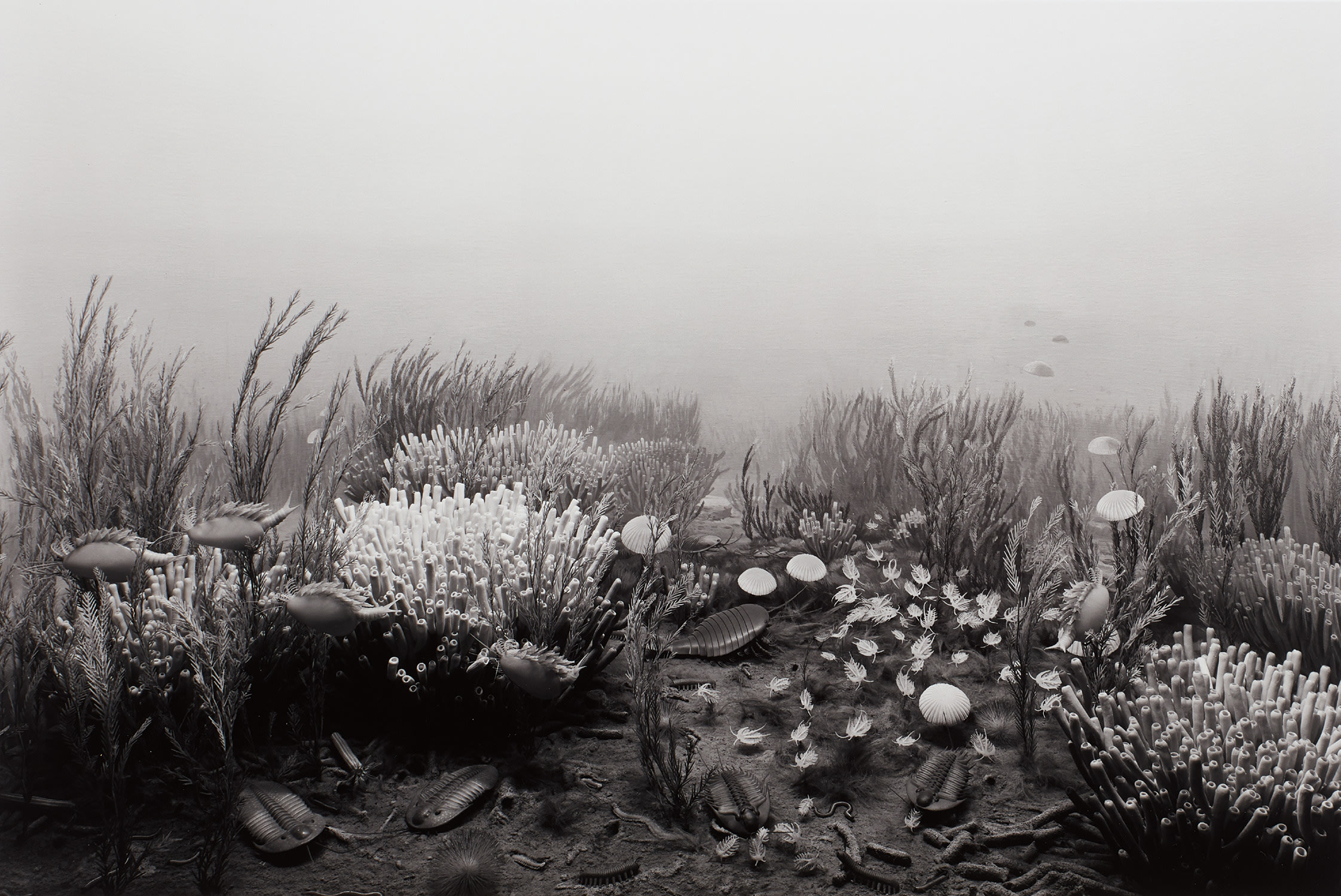 Hiroshi Sugimoto — Cambrian Period