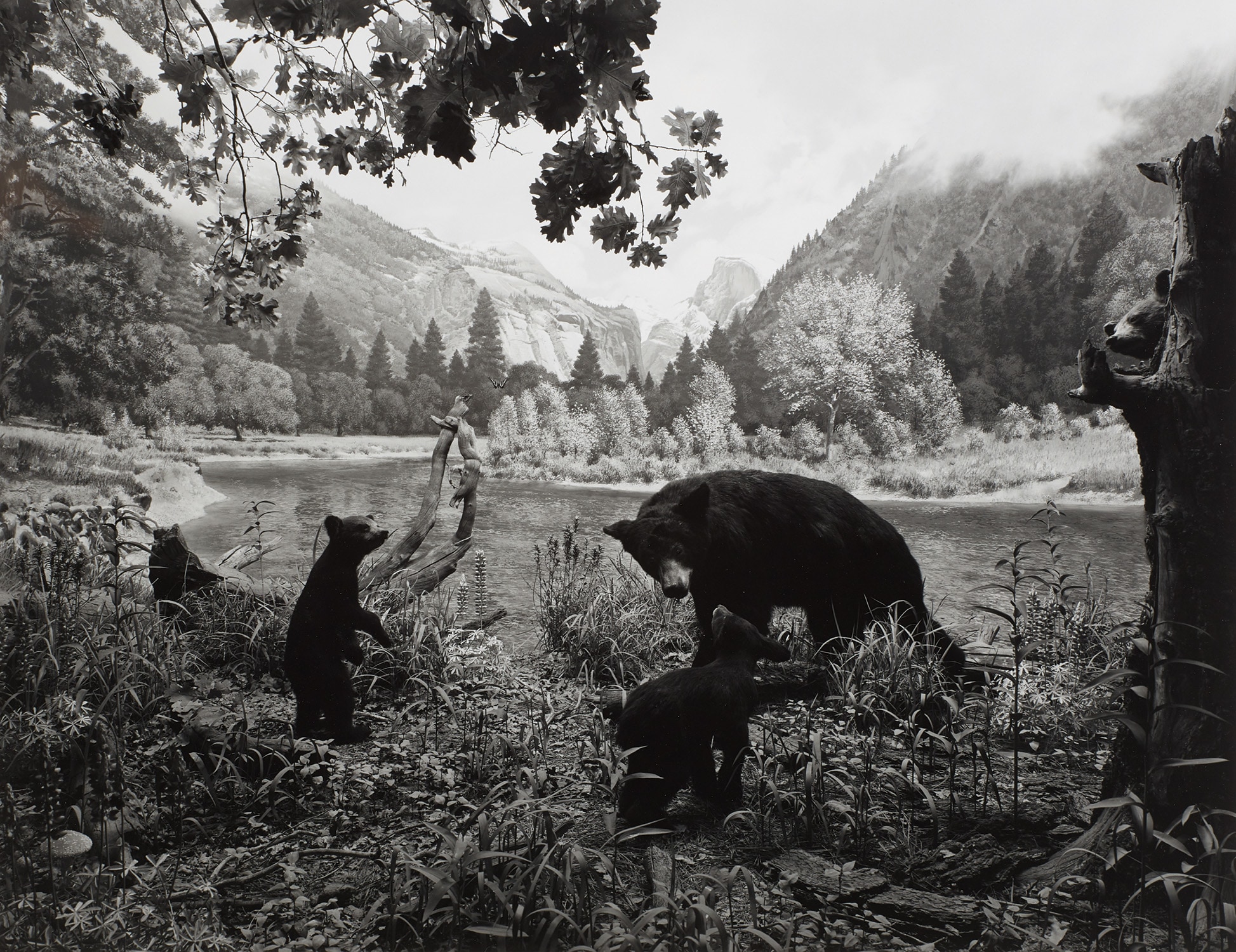 Hiroshi Sugimoto — Black Bear