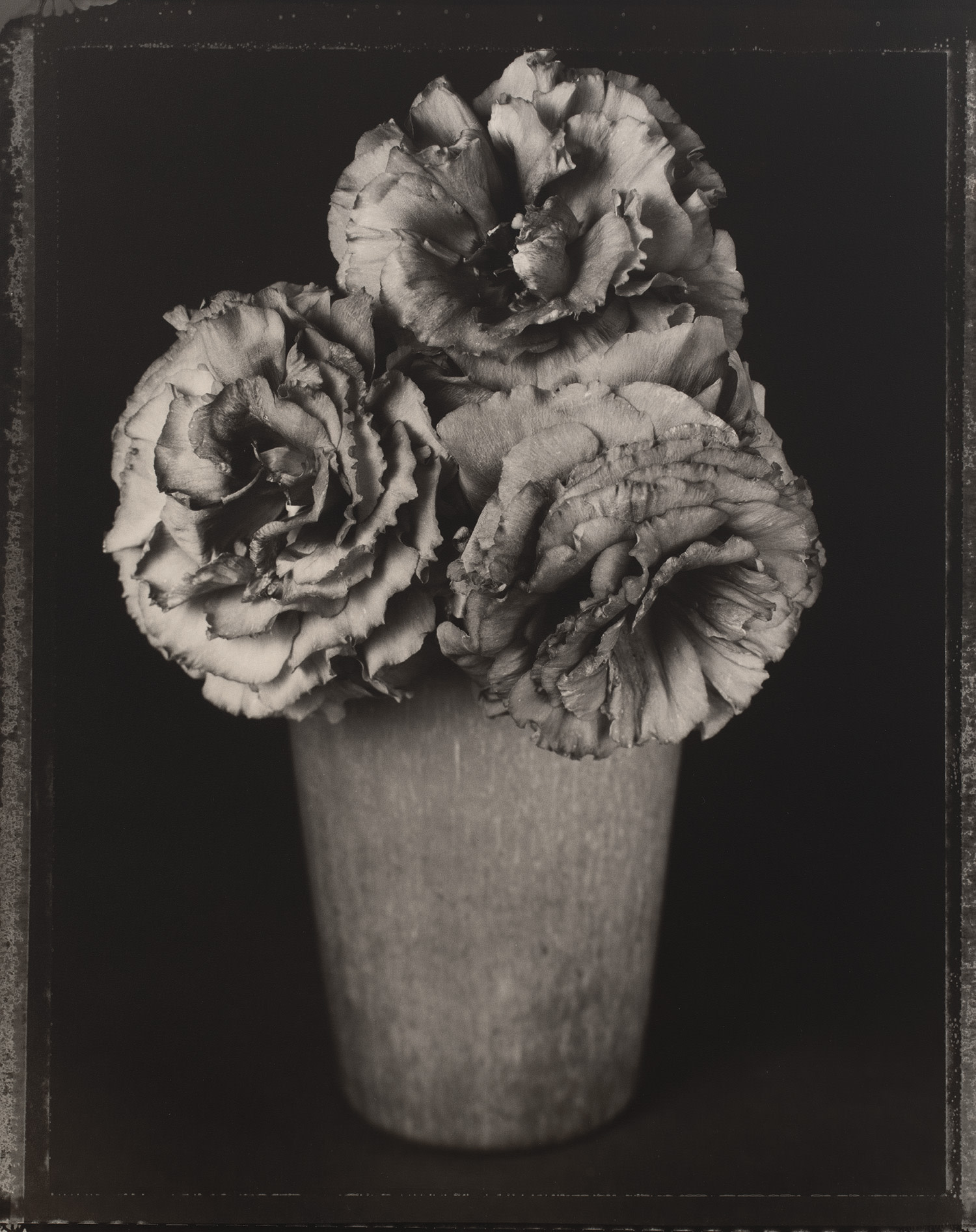 Tom Baril — Eustoma