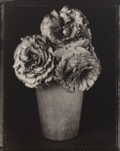 Eustoma