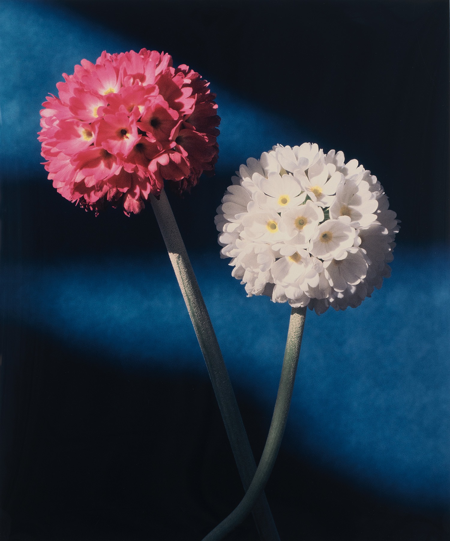 Horst P. Horst — Primula Denticulate, Oyster Bay, NY