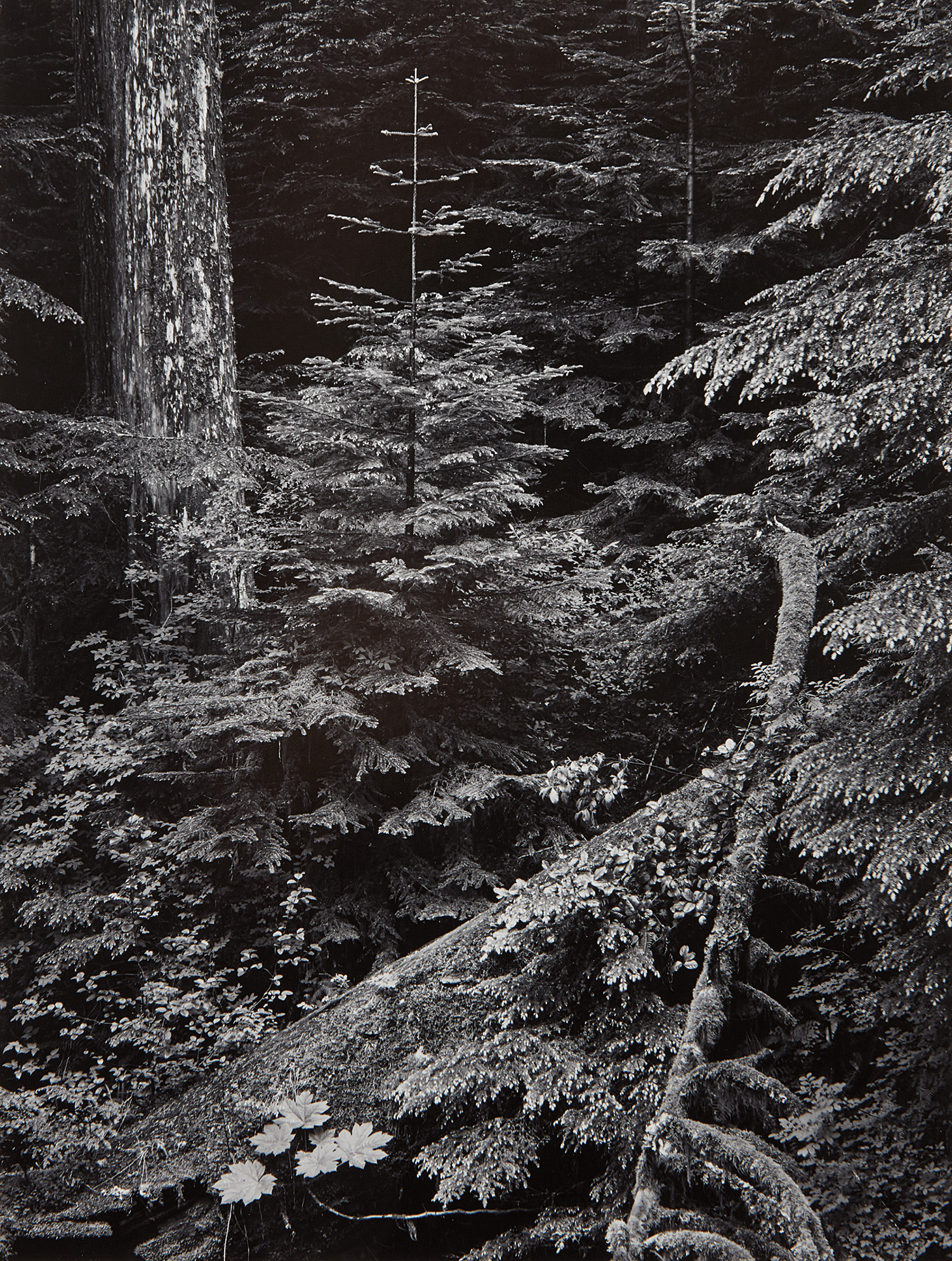 Ansel Adams — Forest, Early Morning, Mt. Rainier National Park, Washington