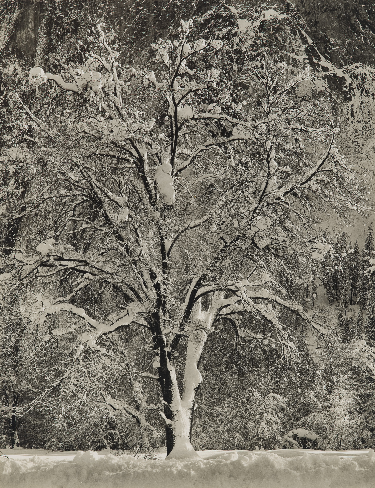 Ansel Adams — Winter – Yosemite (Oak Tree in Snow)