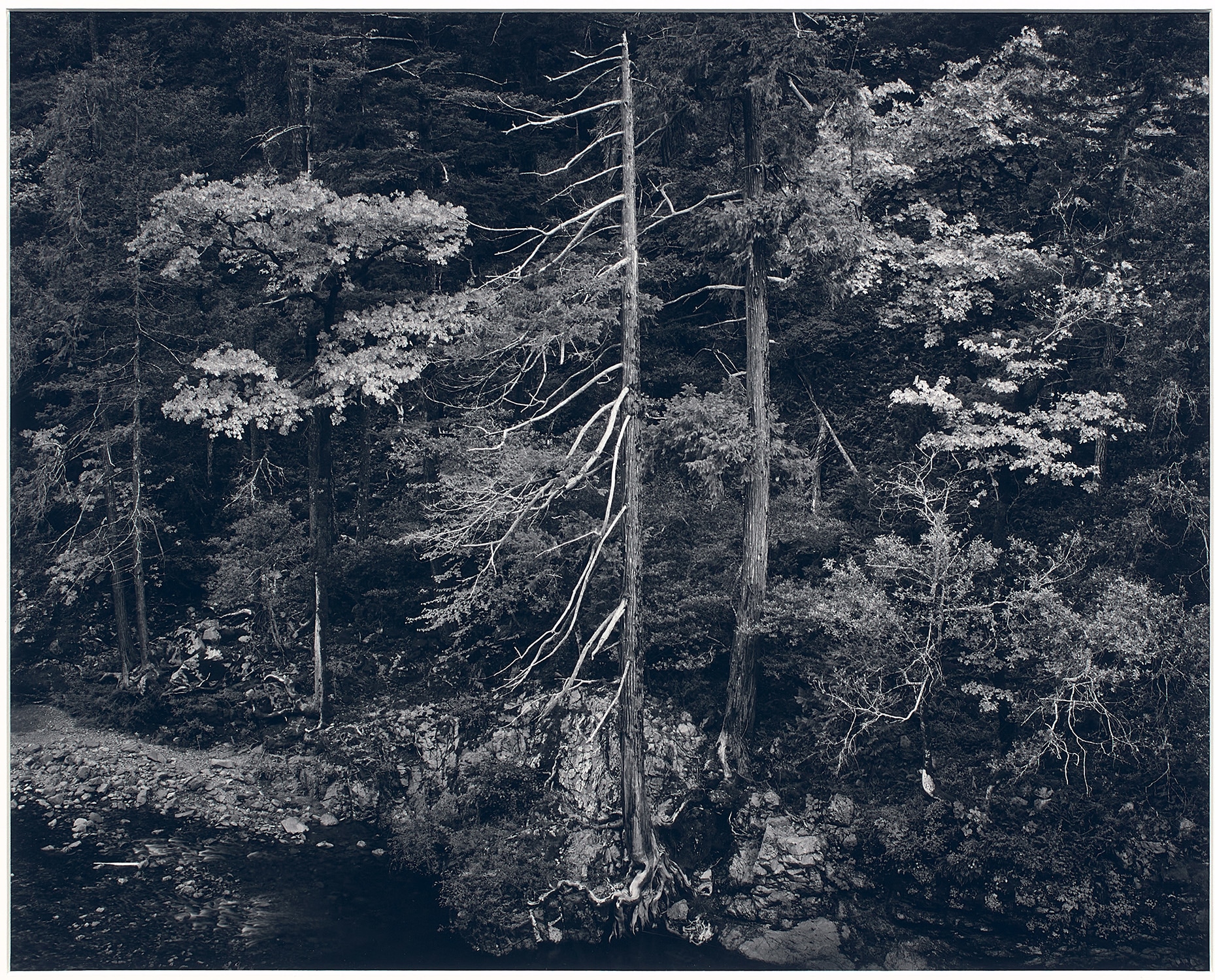 Ansel Adams — Forest and Stream, Northern California
