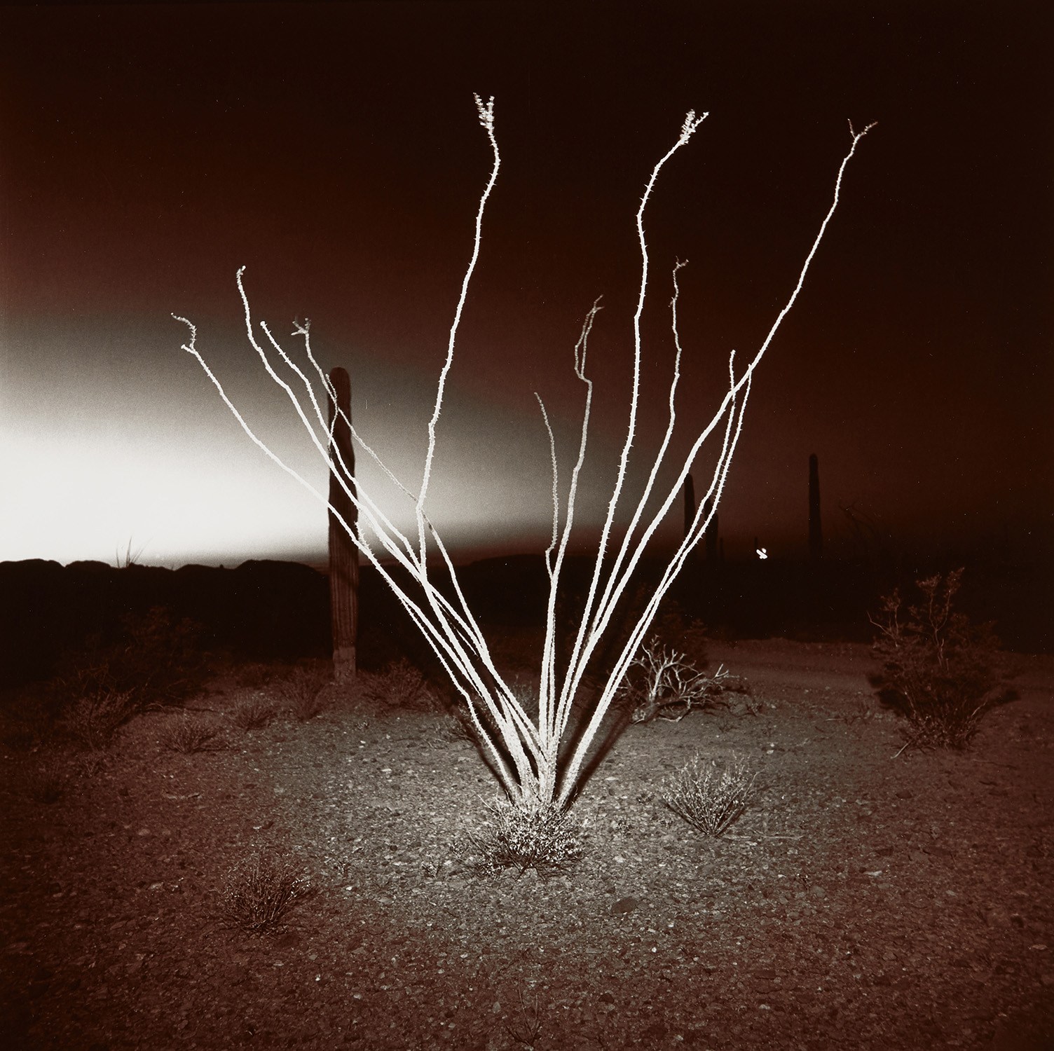 Richard Misrach — Ocotillo at Night