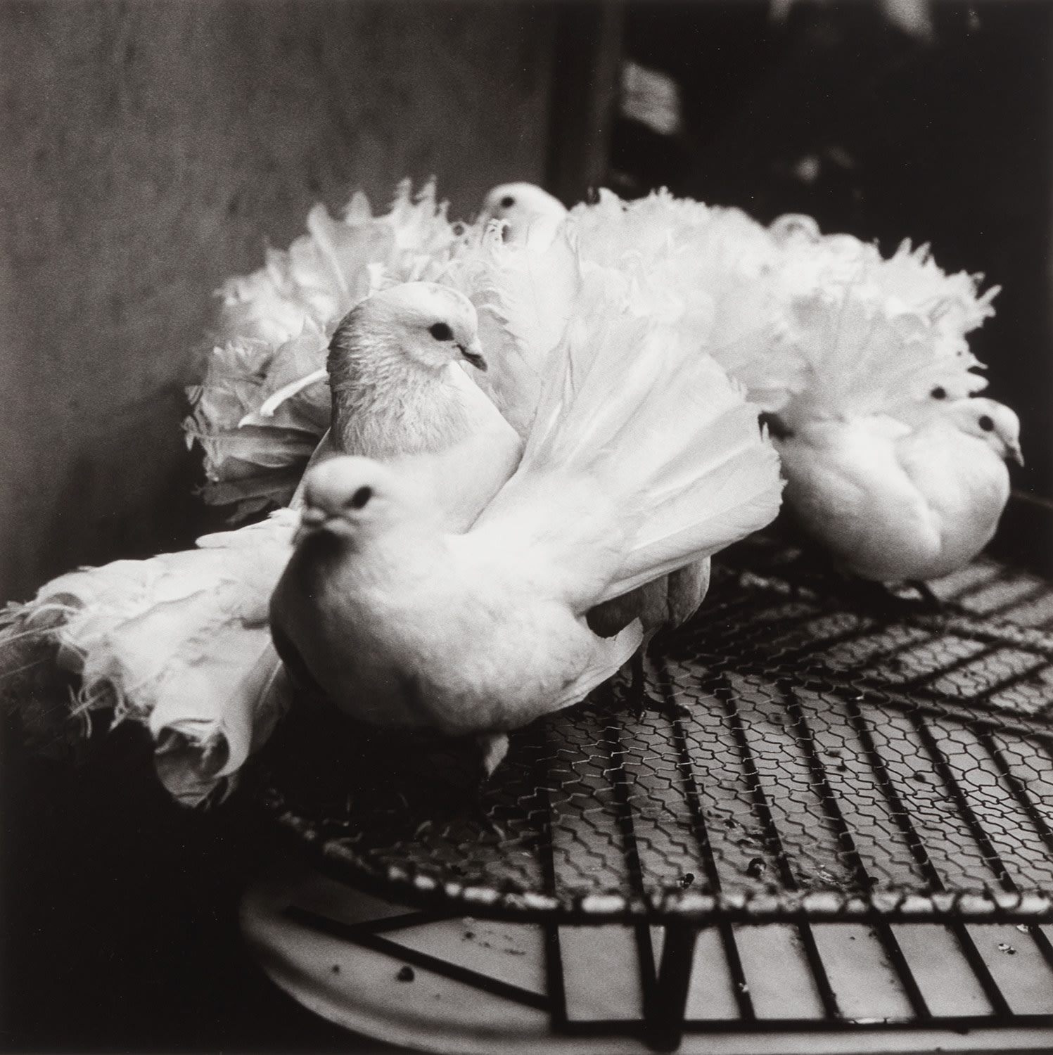 Peter Hujar — Doves in The Circus