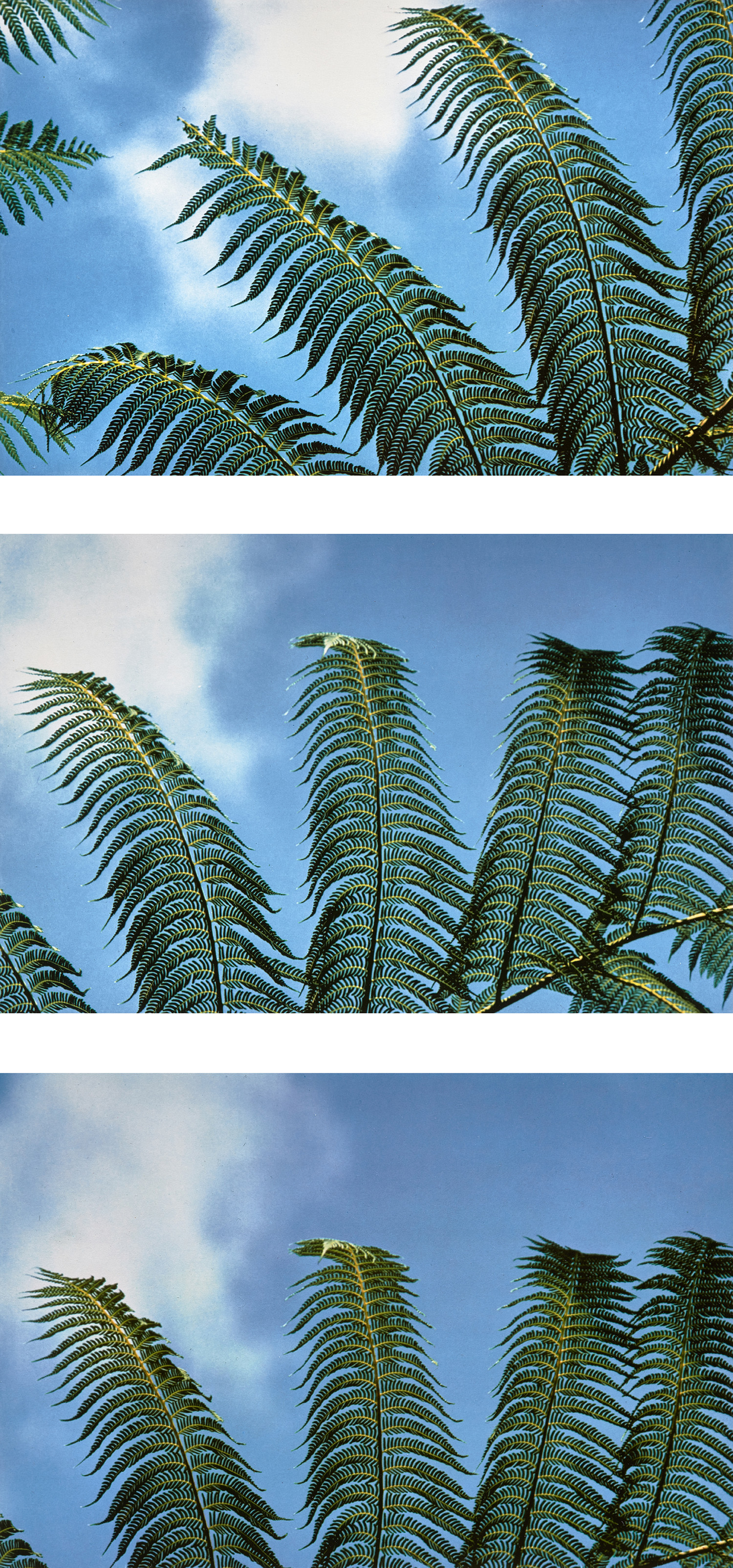 Harry Callahan — Palm Leaves