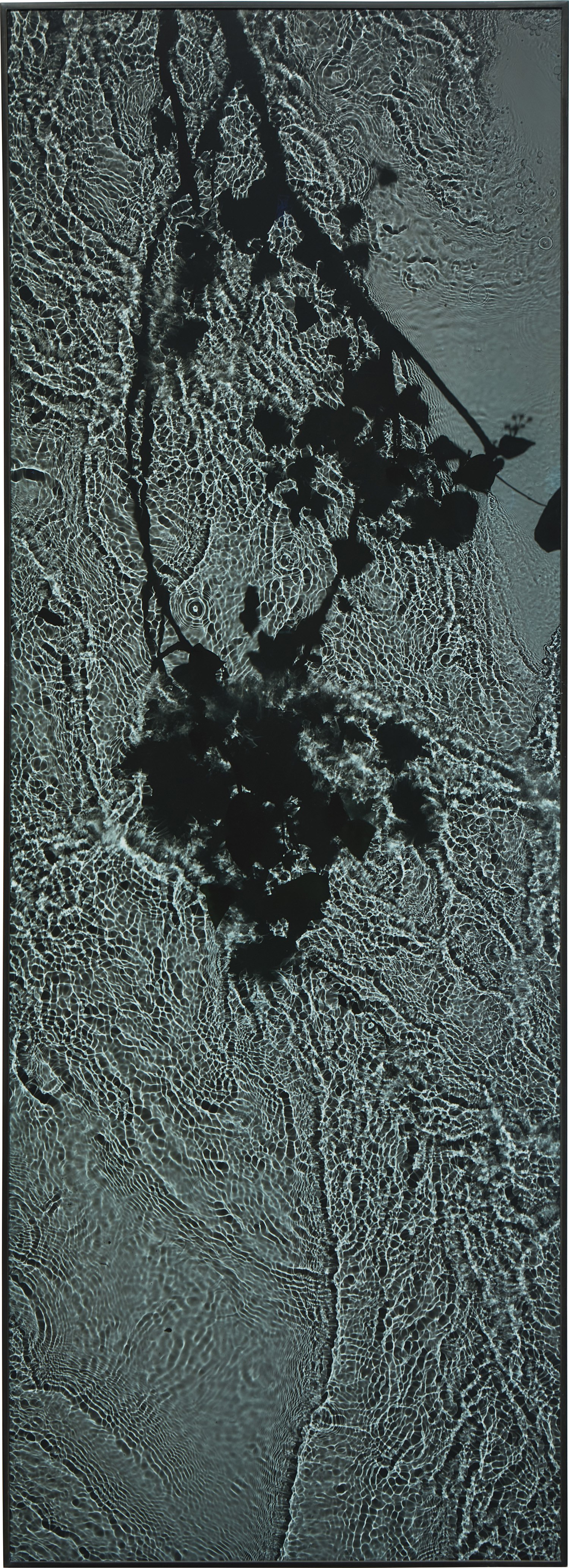 Susan Derges — The River Taw (New Moon Ivy), Oct 20.