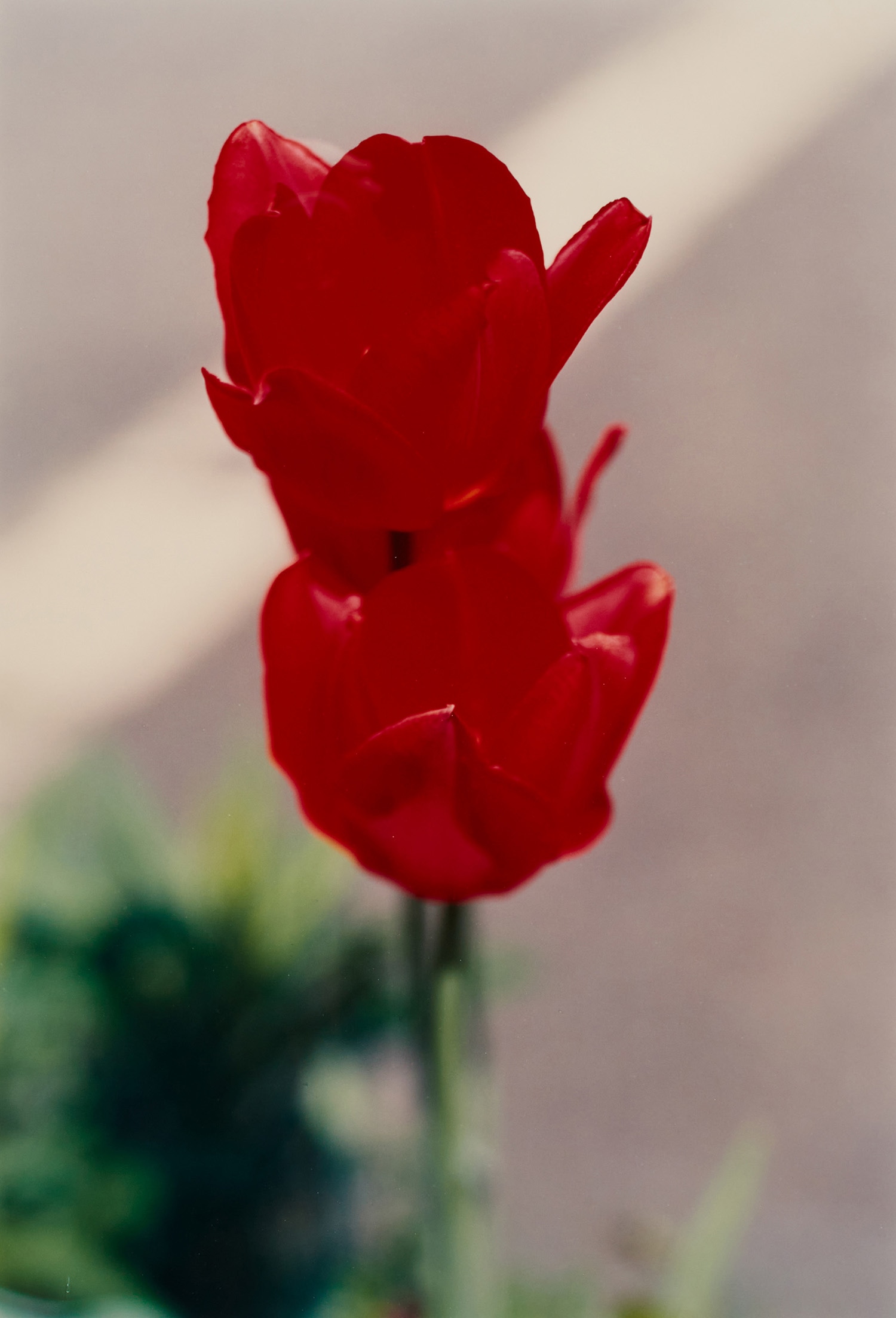 Thomas Struth — Pflanze Nr. 68, 2 Rote Tulpen, Winterthur