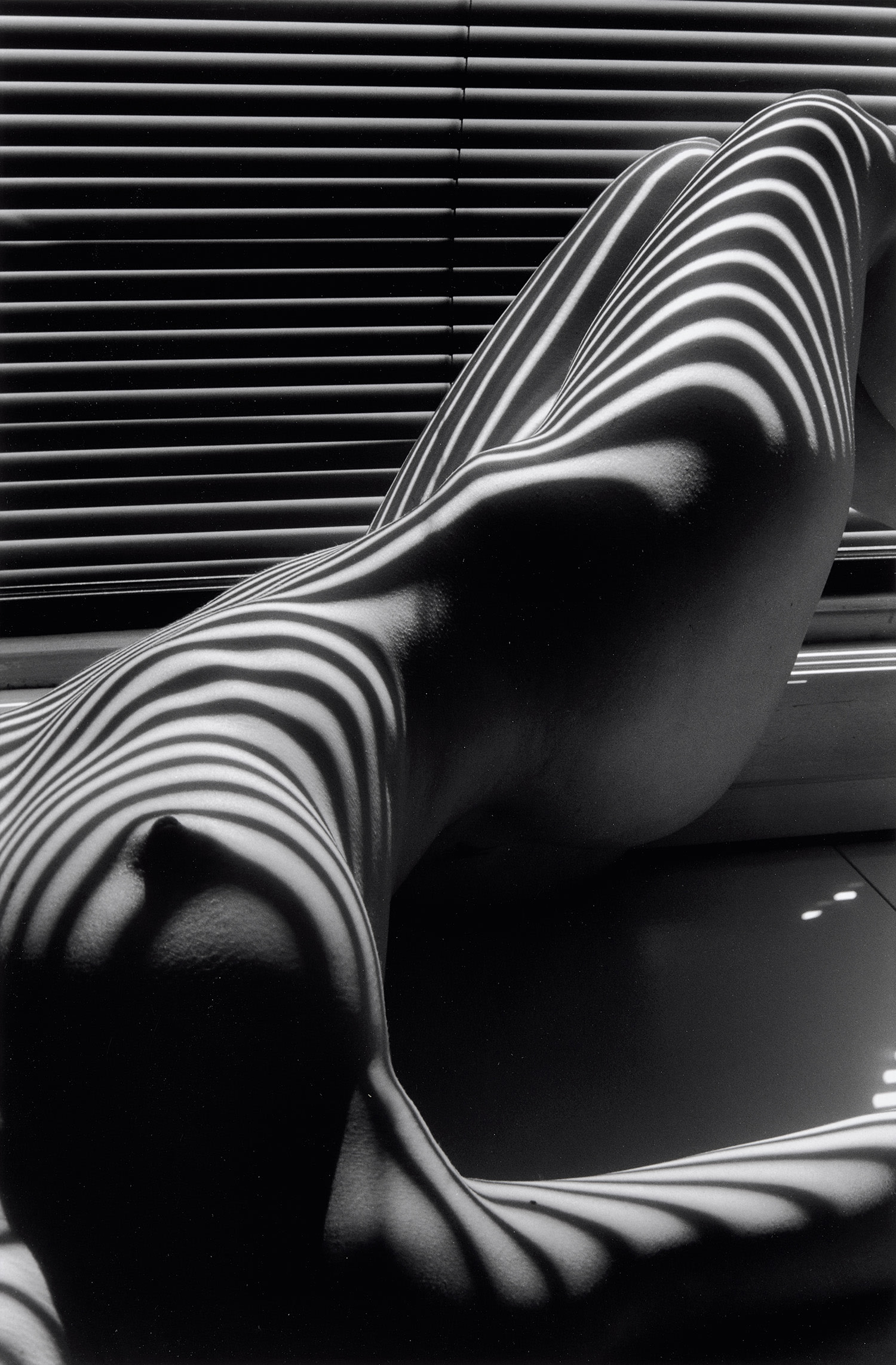 Zebra Nude, New York