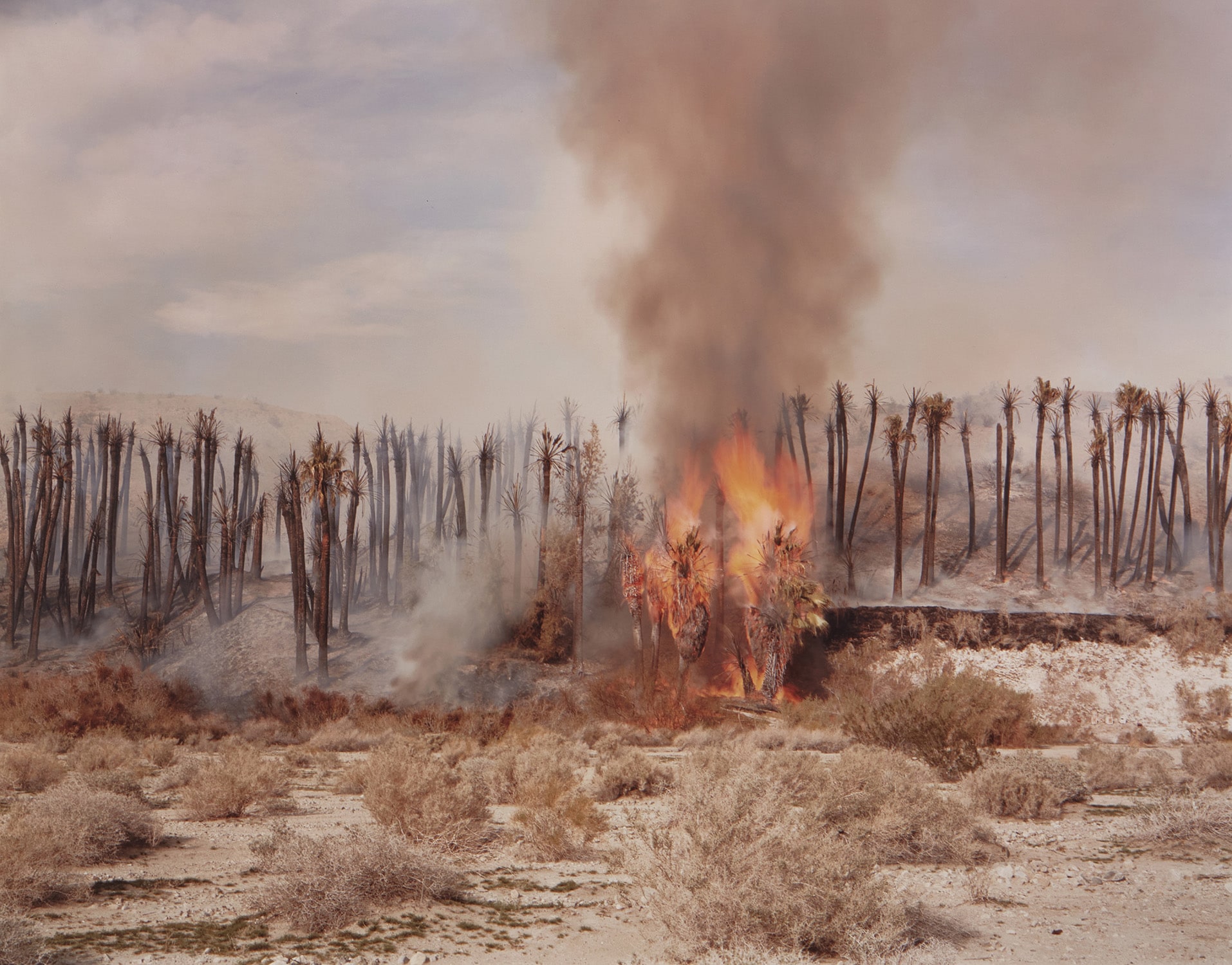Desert Fire #1 (Burning Palms)