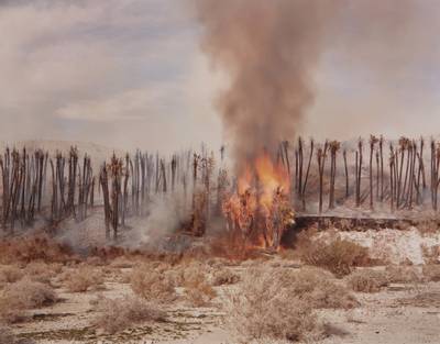 Desert Fire #1 (Burning Palms)