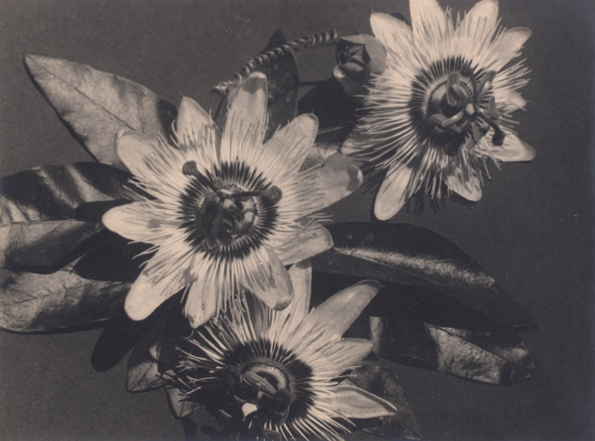 Man Ray — Fleurs de la Passion