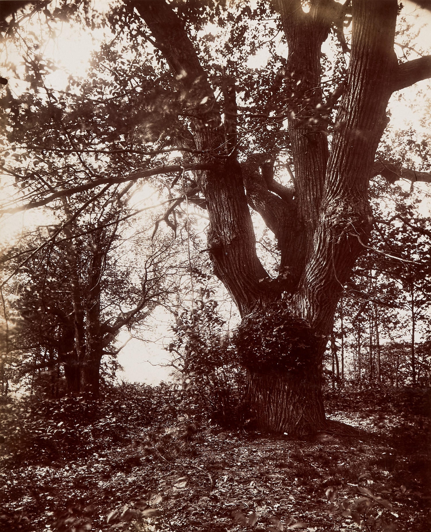 Eugène Atget — Châtaigniers (Chestnut Trees)