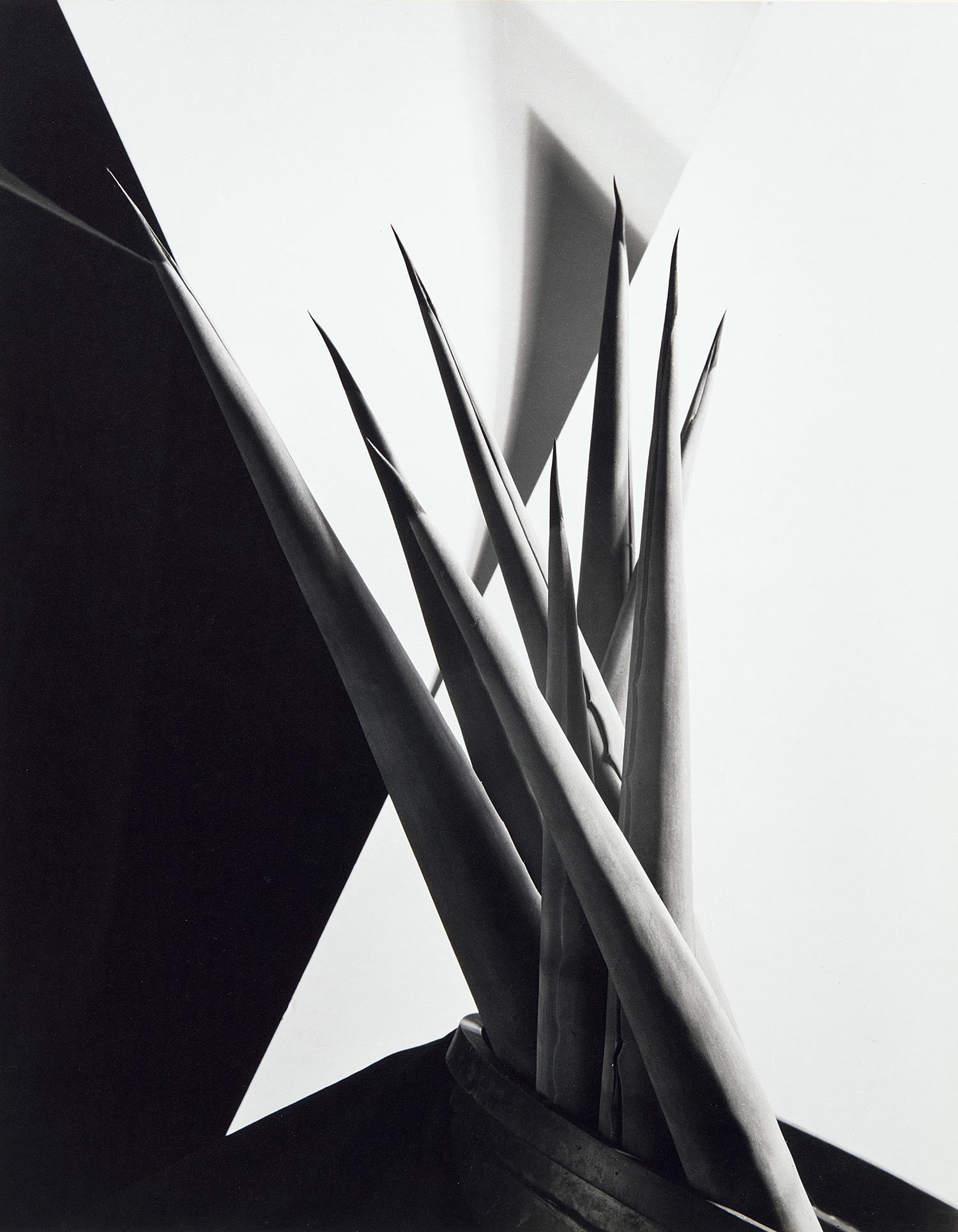 Imogen Cunningham — Agave Design I
