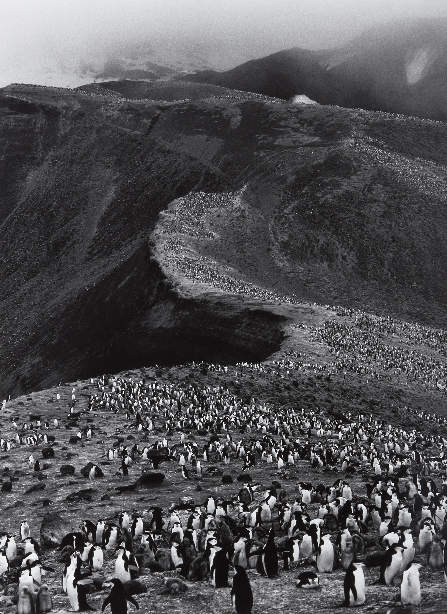 Sebastião Salgado — Chinstrap Penguins (Pygoscelis Antartica), Deception Island, Antarctica