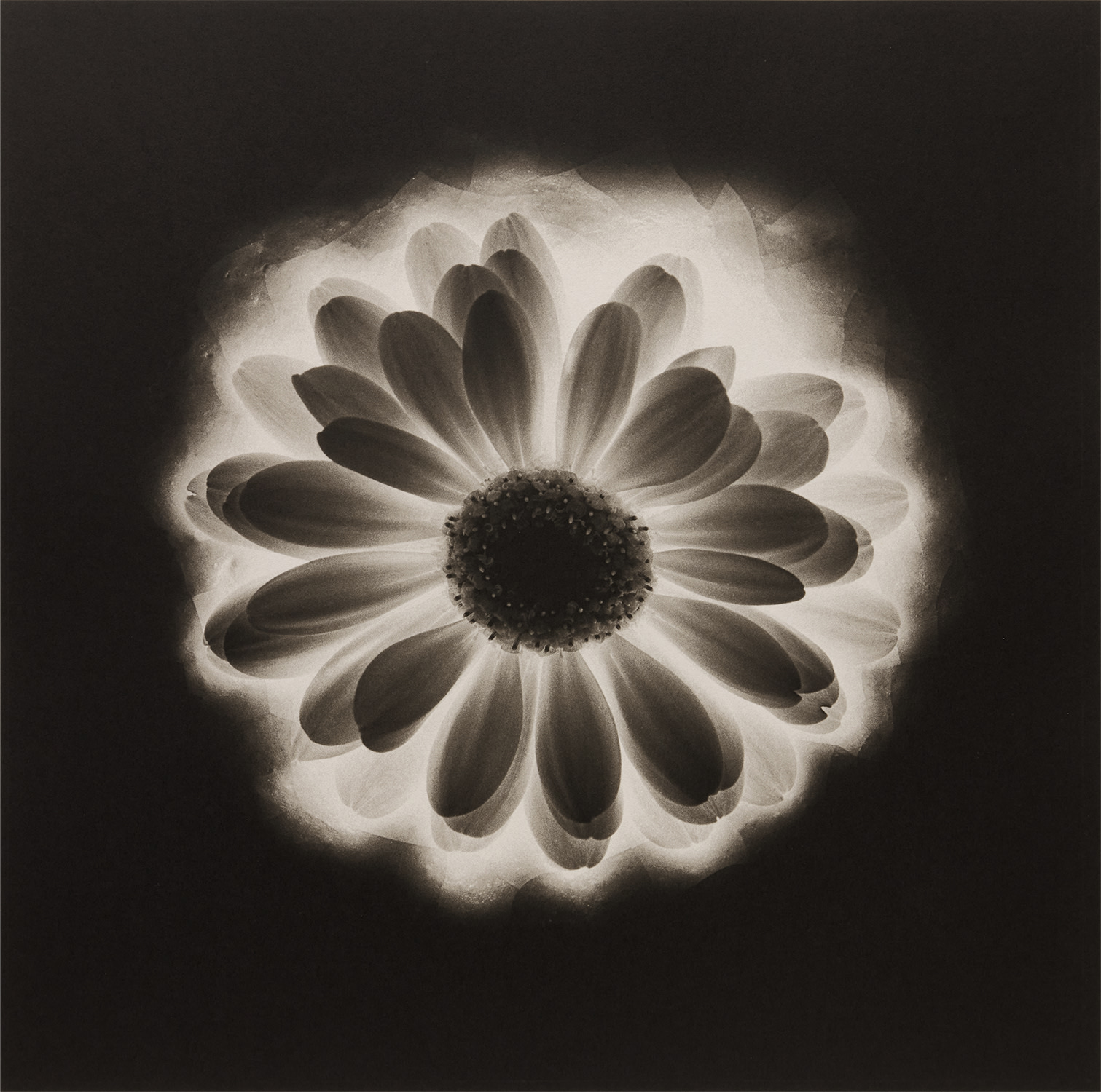 Robert Mapplethorpe — Flower