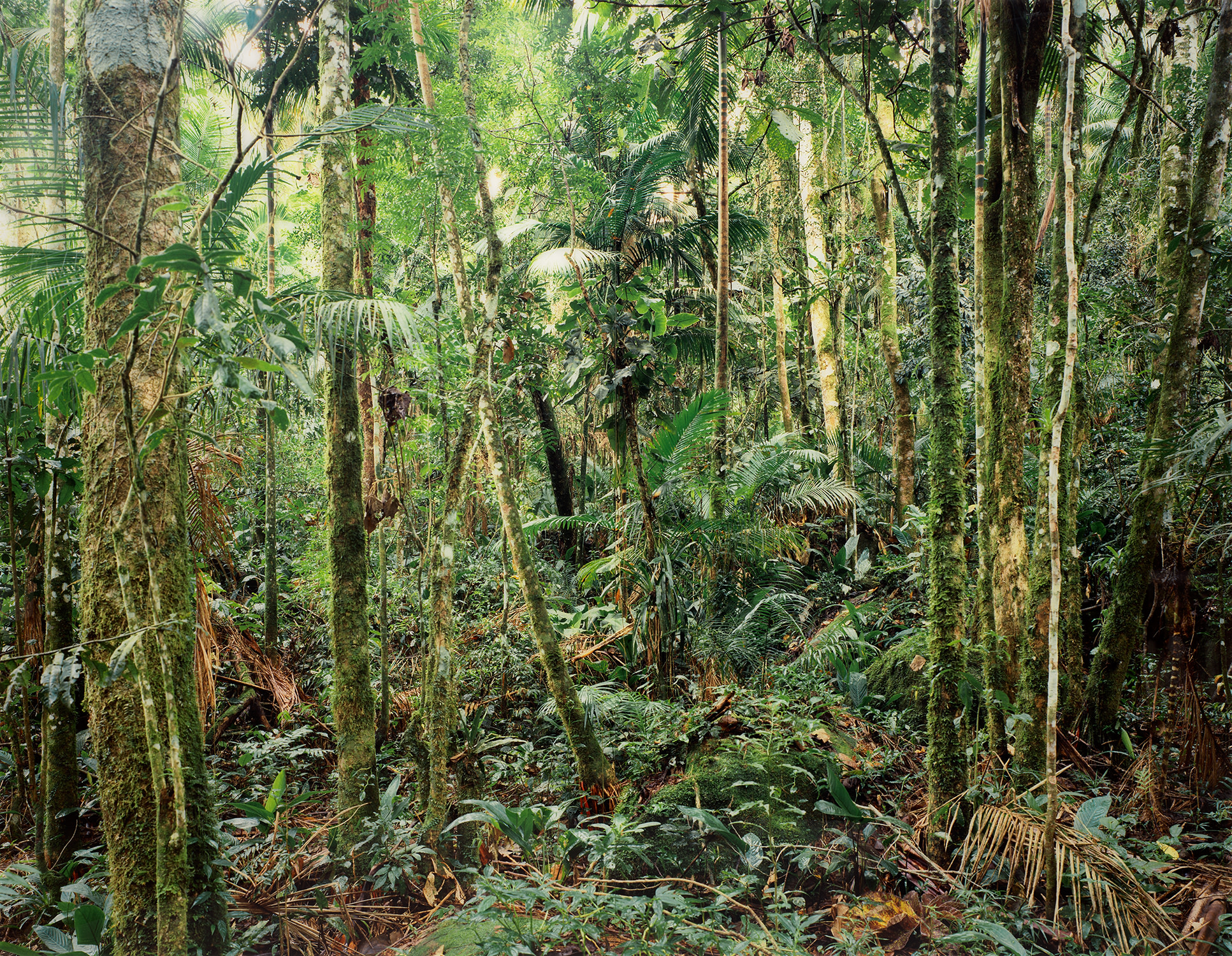 Thomas Struth — Paradise 24, Sao Francisco de Xavier, Brazil