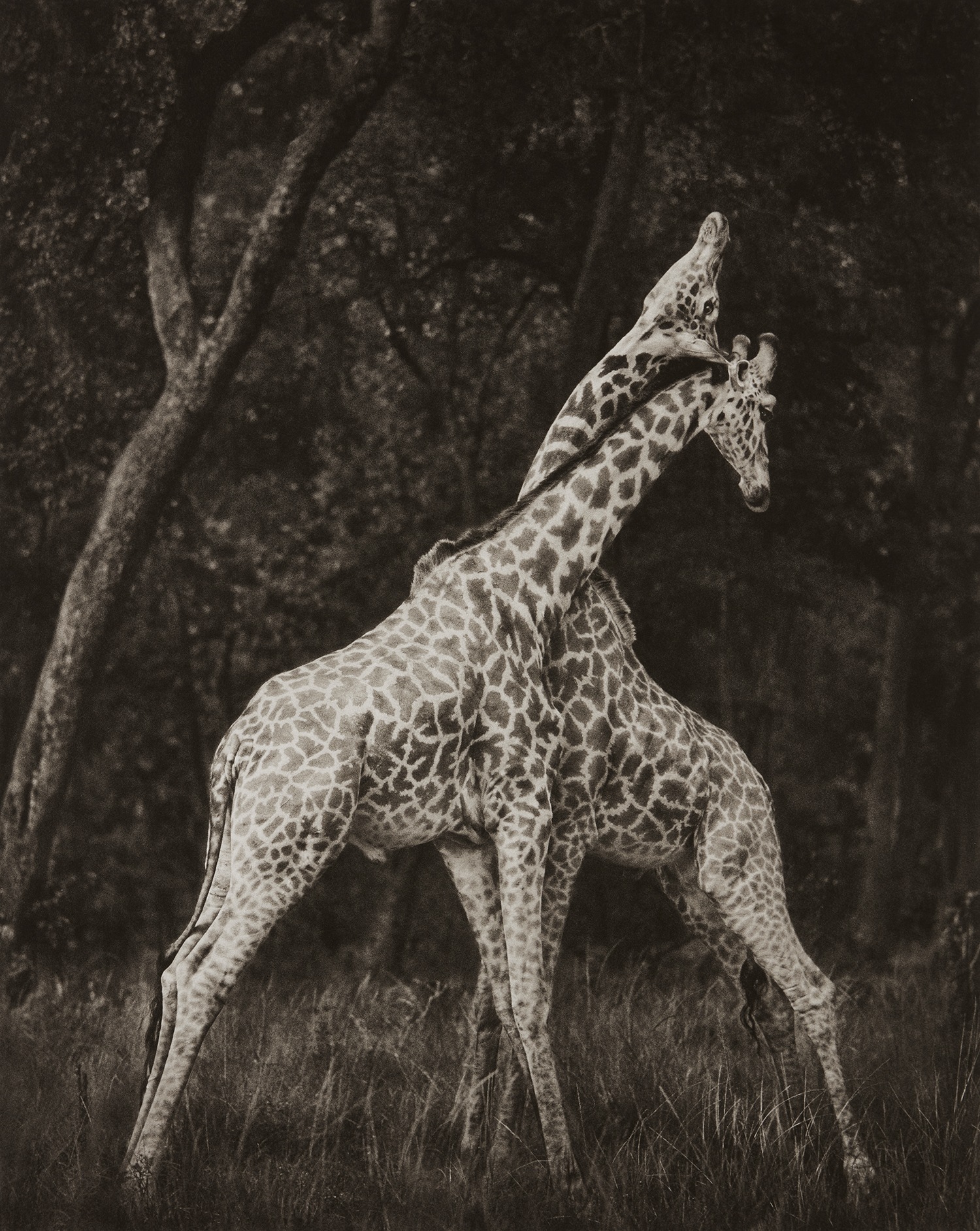 Nick Brandt — Giraffes Battling in Forest, Maasai Mara