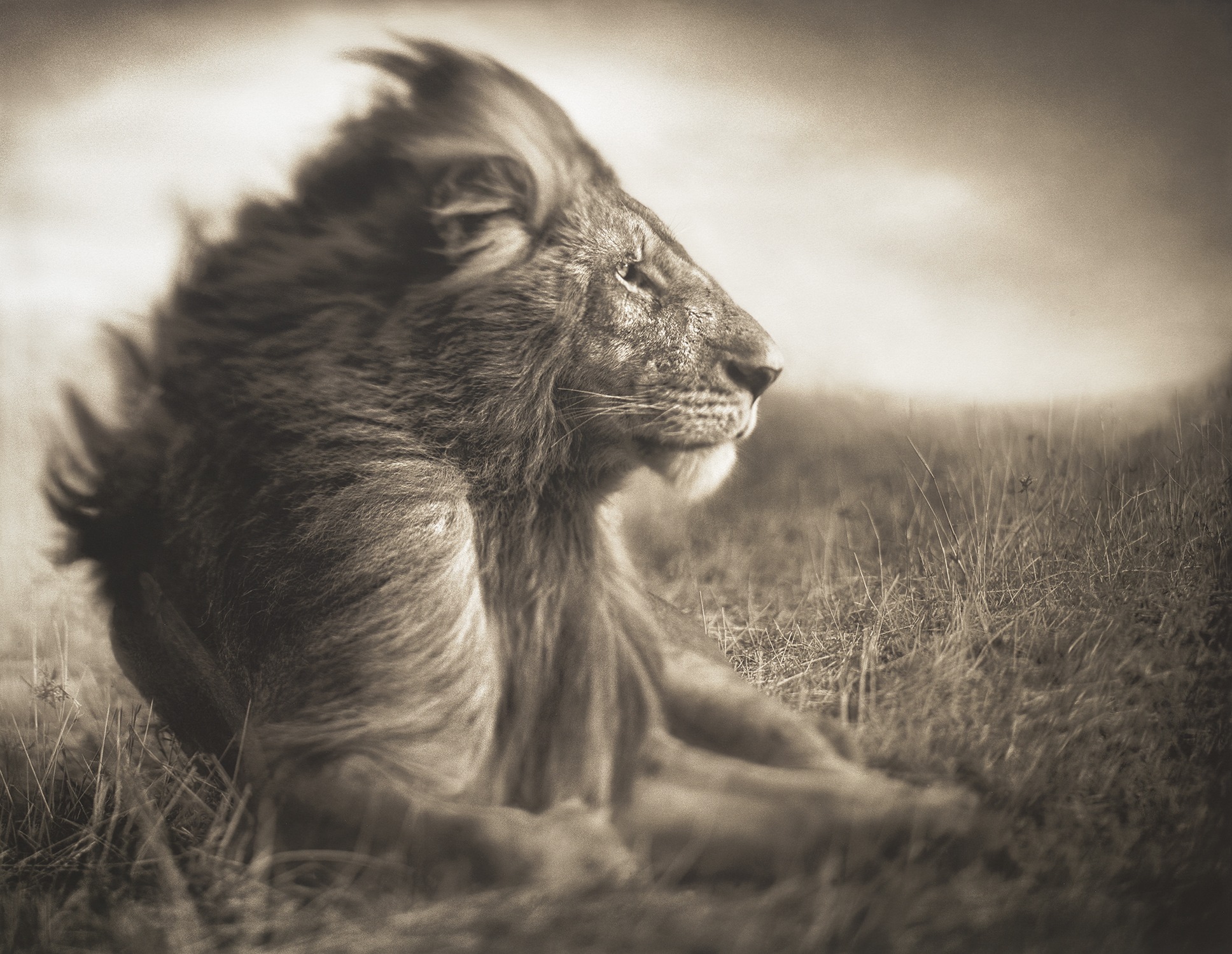 Nick Brandt — Lion Before Storm II, Sitting Profile, Maasai Mara
