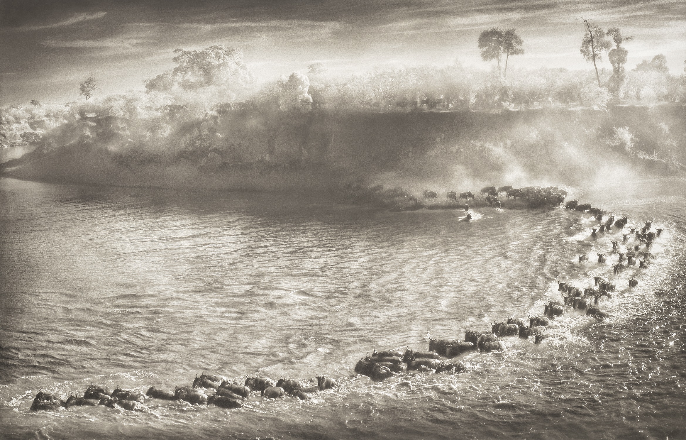 Nick Brandt — Wildebeest Arc, Maasai Mara