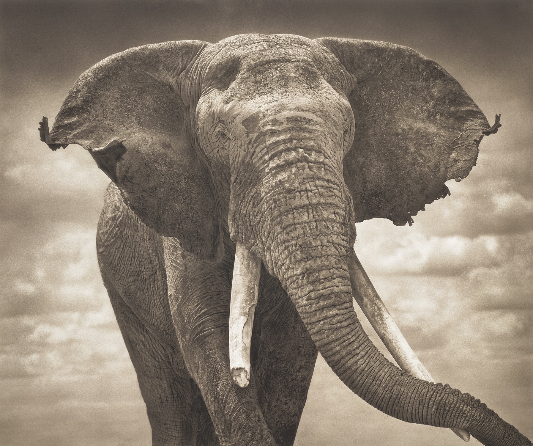 Elephant With Tattered Ears, Amboseli