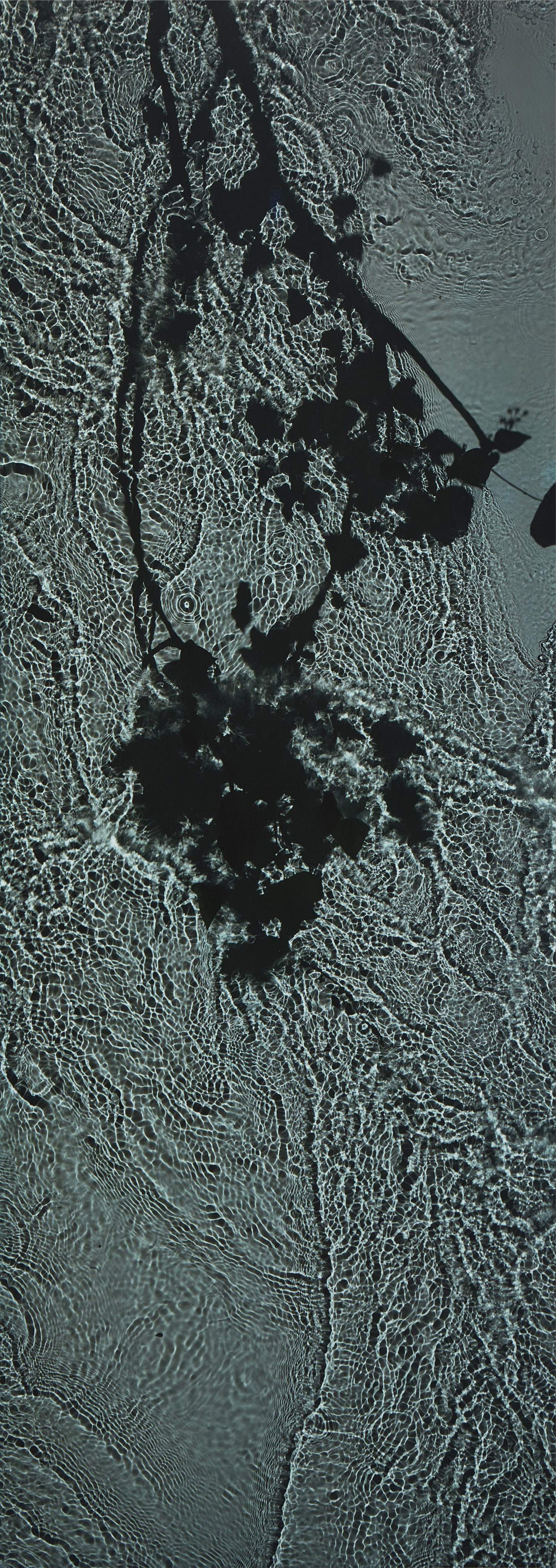 Susan Derges — The River Taw (New Moon Ivy), Oct. 20