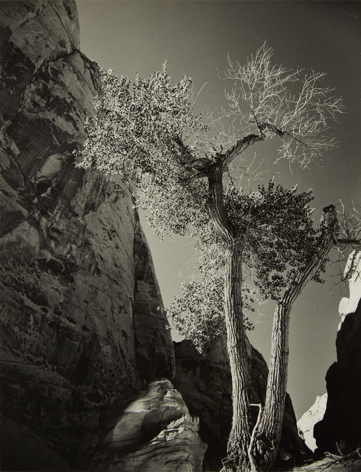 Minor White — Tree and Canyon