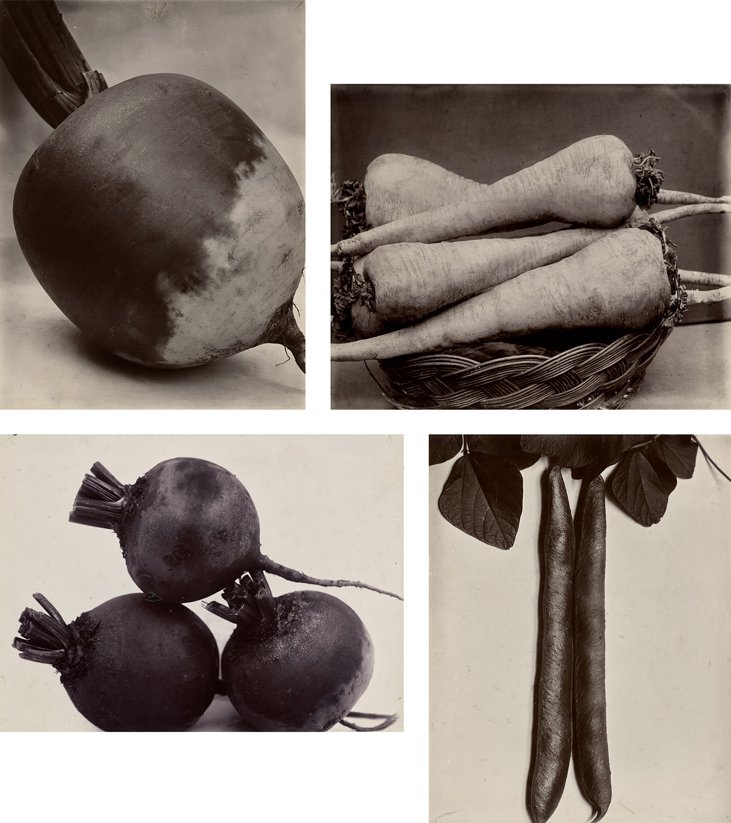 Charles Jones — Selected Studies of Vegetables