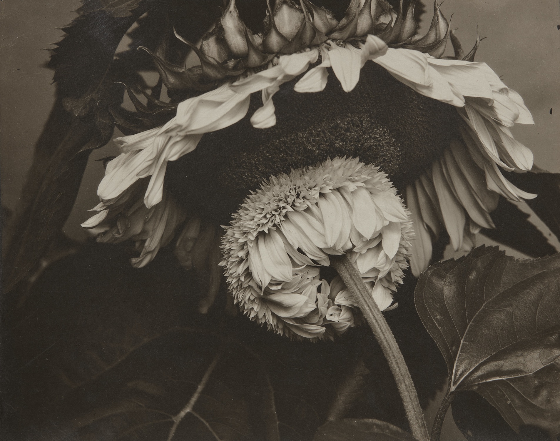Edward Steichen — Big and Little Sunflower