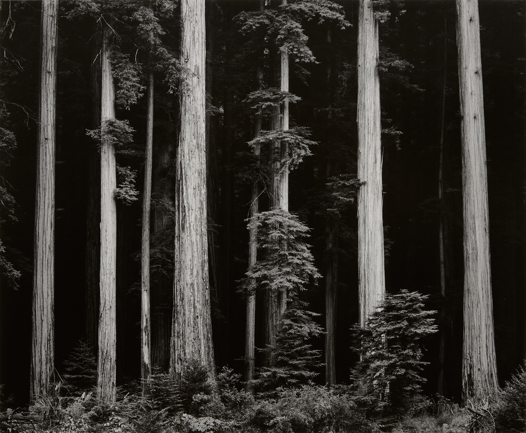 Ansel Adams — Northern California Coast Redwoods
