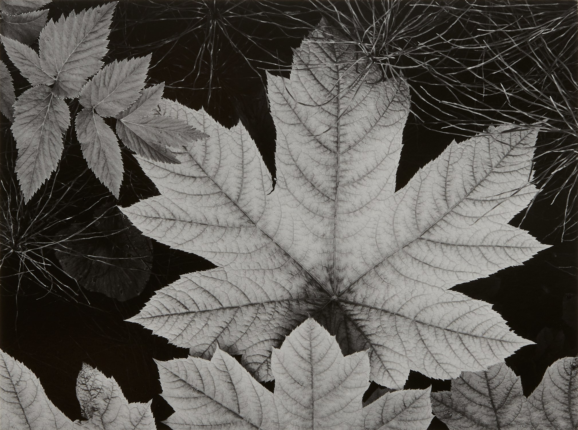 Ansel Adams — Leaf, Glacier Bay National Monument, Alaska
