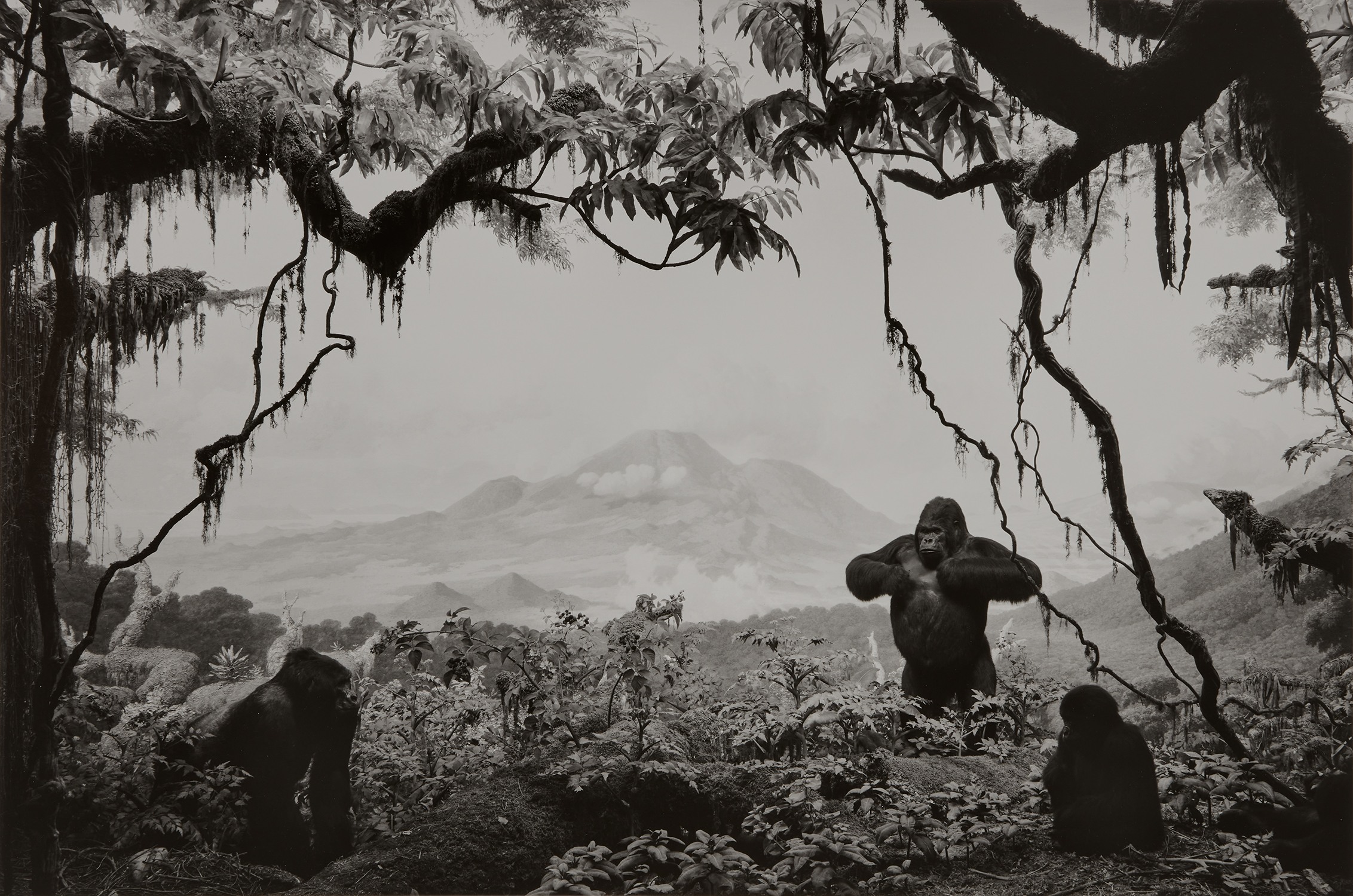 Hiroshi Sugimoto — Gorilla