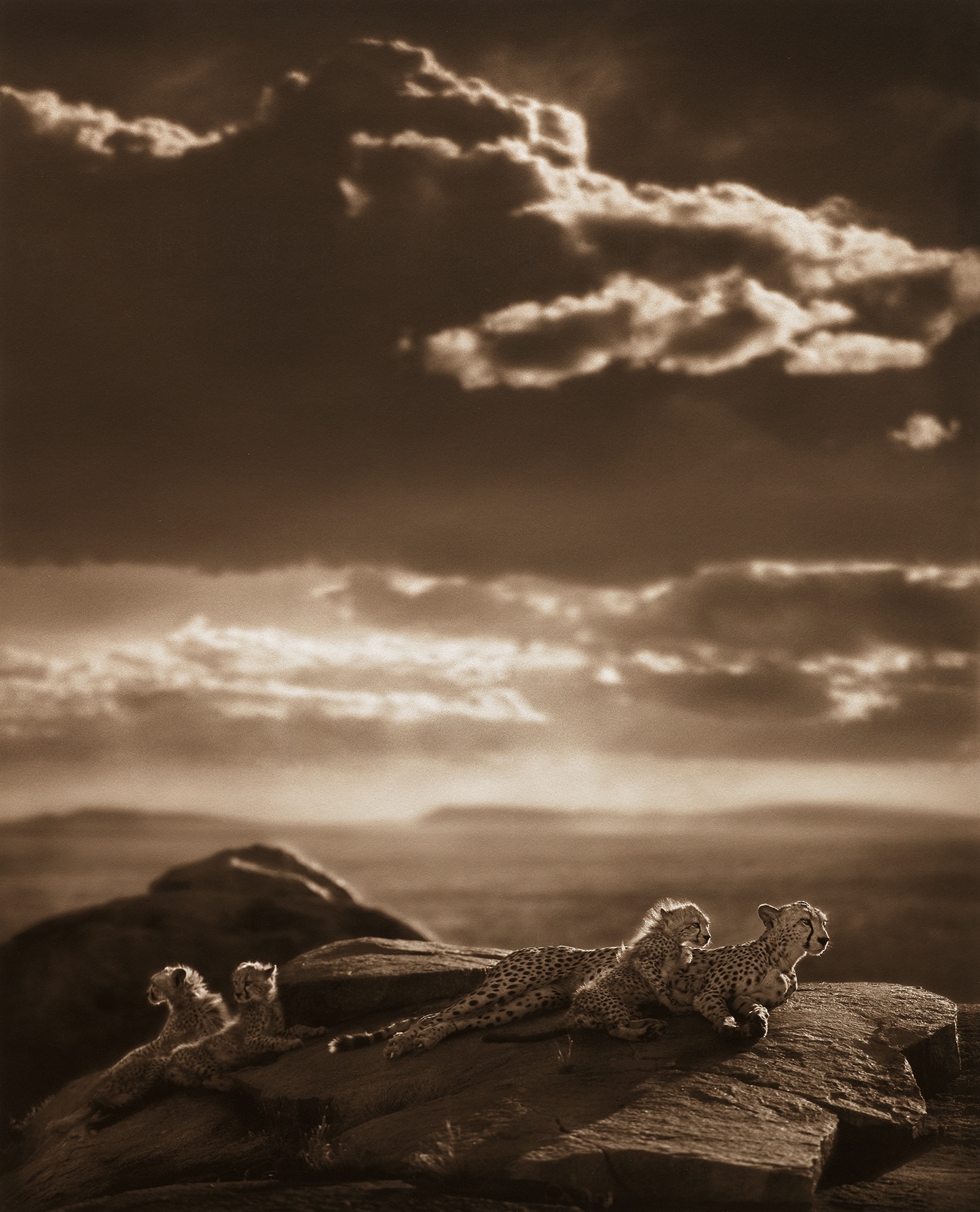 Nick Brandt — Cheetah and Cubs Lying on Rock, Serengeti