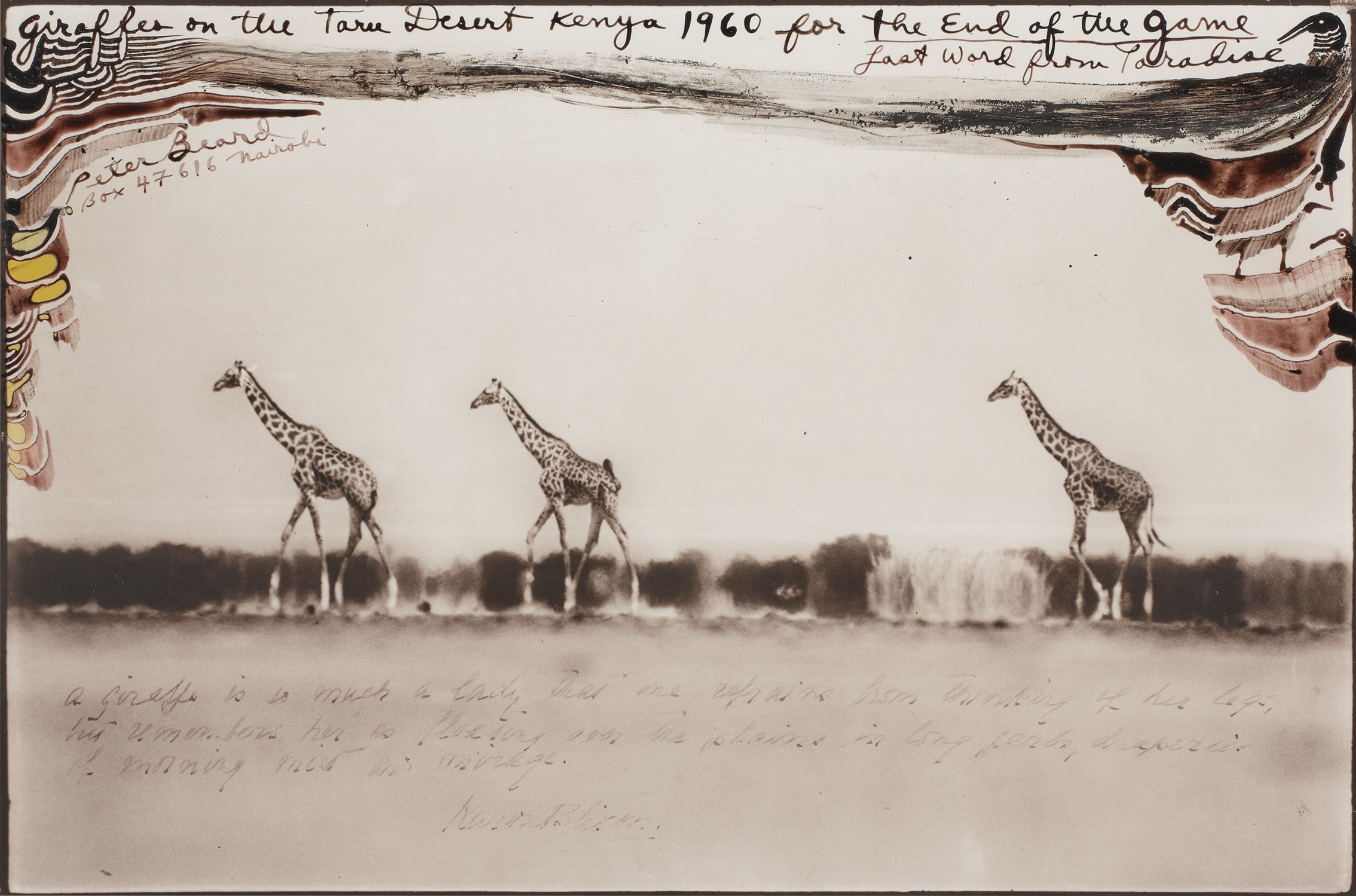 Giraffes on the Taru Desert, Kenya for The End of the Game