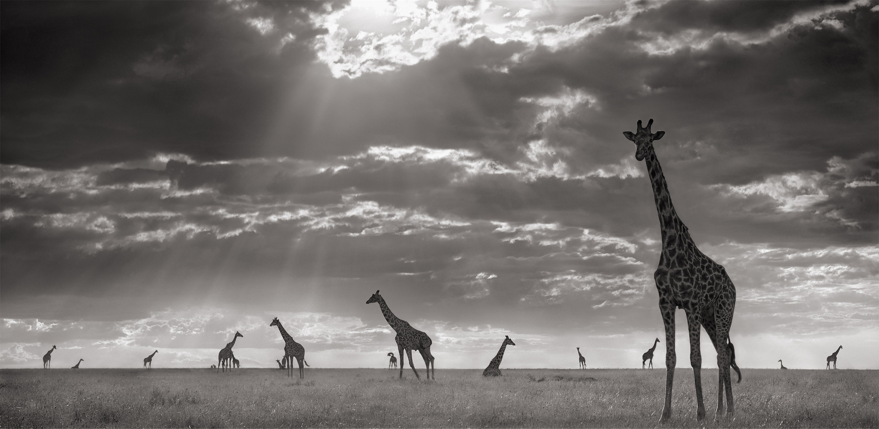 Nick Brandt — Giraffes in Evening Light, Maasai Mara