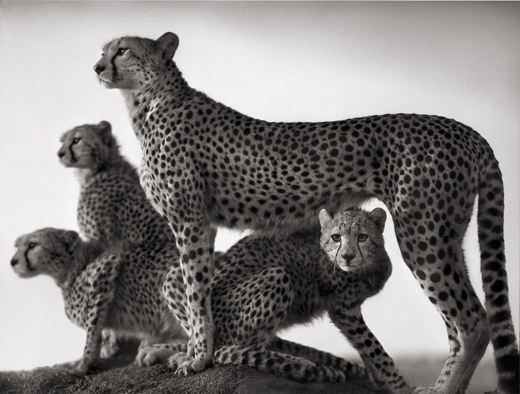 Nick Brandt — Cheetah and Cubs, Maasai Mara