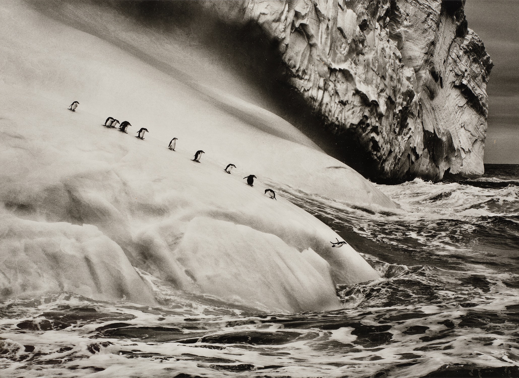 Sebastião Salgado — Chinstrap Penguins (Pygoscelis Antartica) on an iceberg located between Zavodovski and Visokoi Islands, South Sandwich Islands