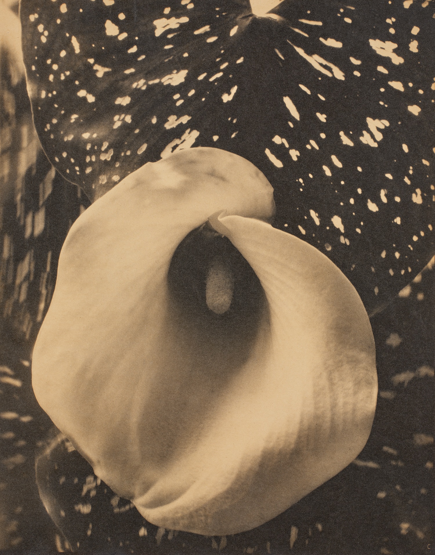Edward Steichen — Calla Lily