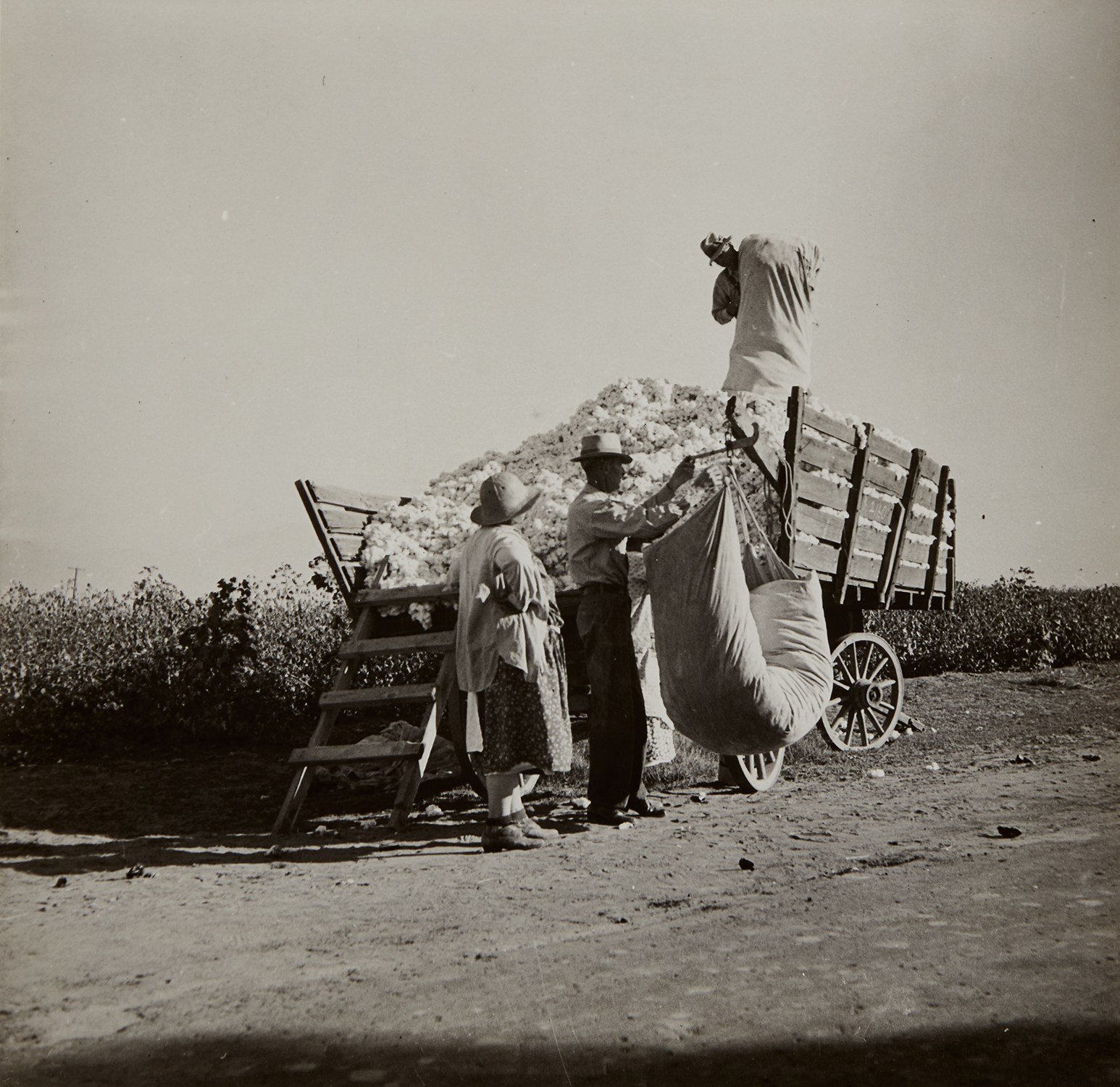 Cotton Picker, San Joaquin Valley, California, November