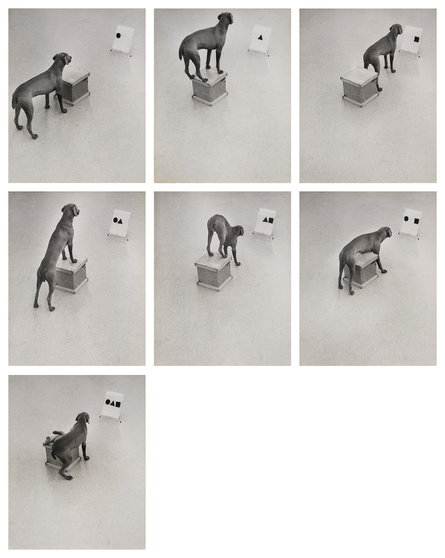 William Wegman — Before / On / After: Permutations