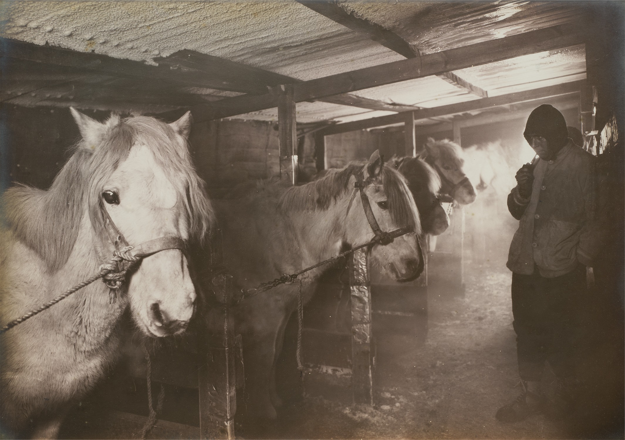 Herbert Ponting — In the Stable