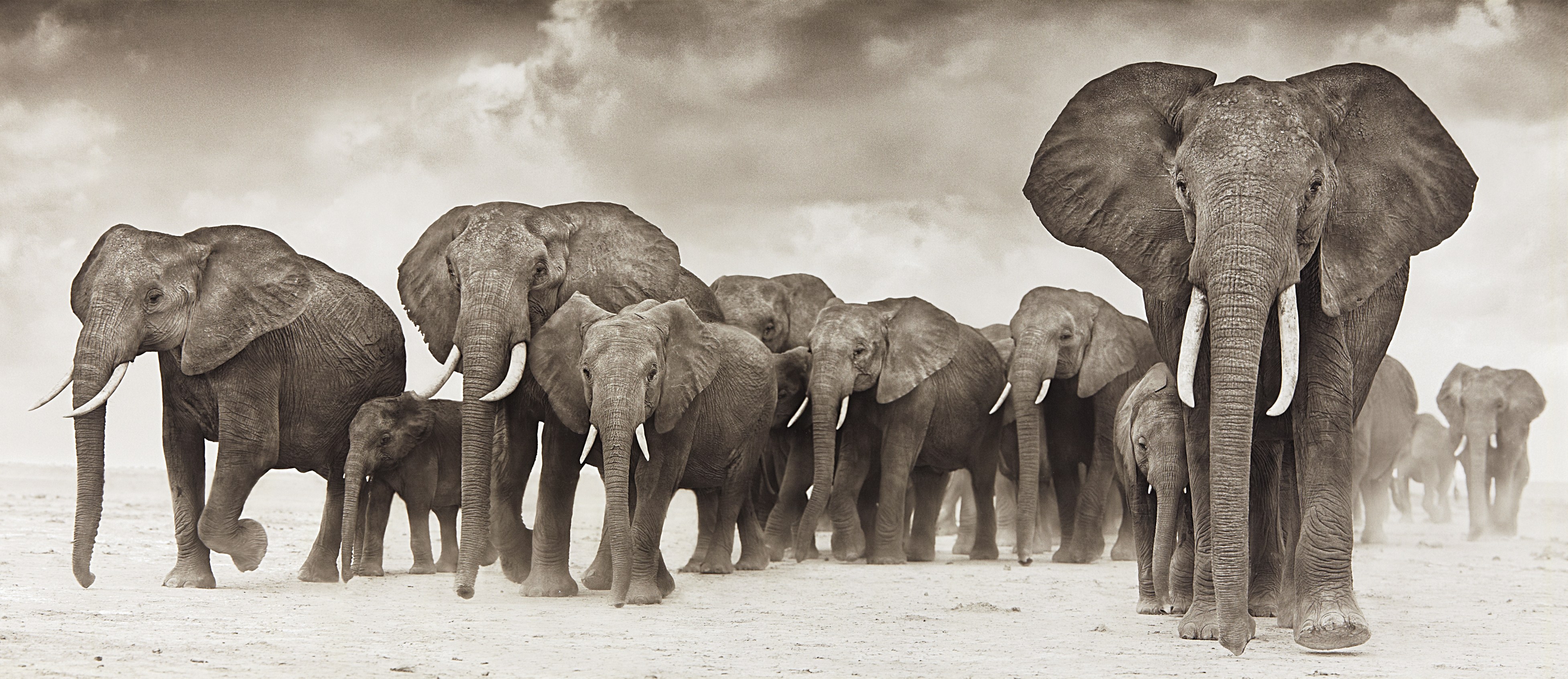 Nick Brandt — Elephants on the Move