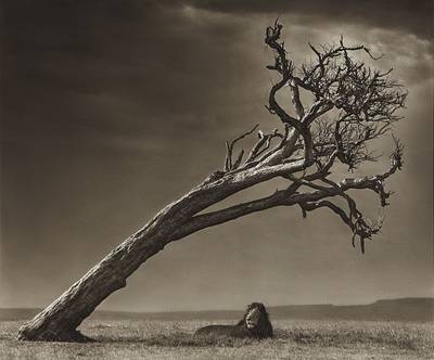 Lion Under Leaning Tree
