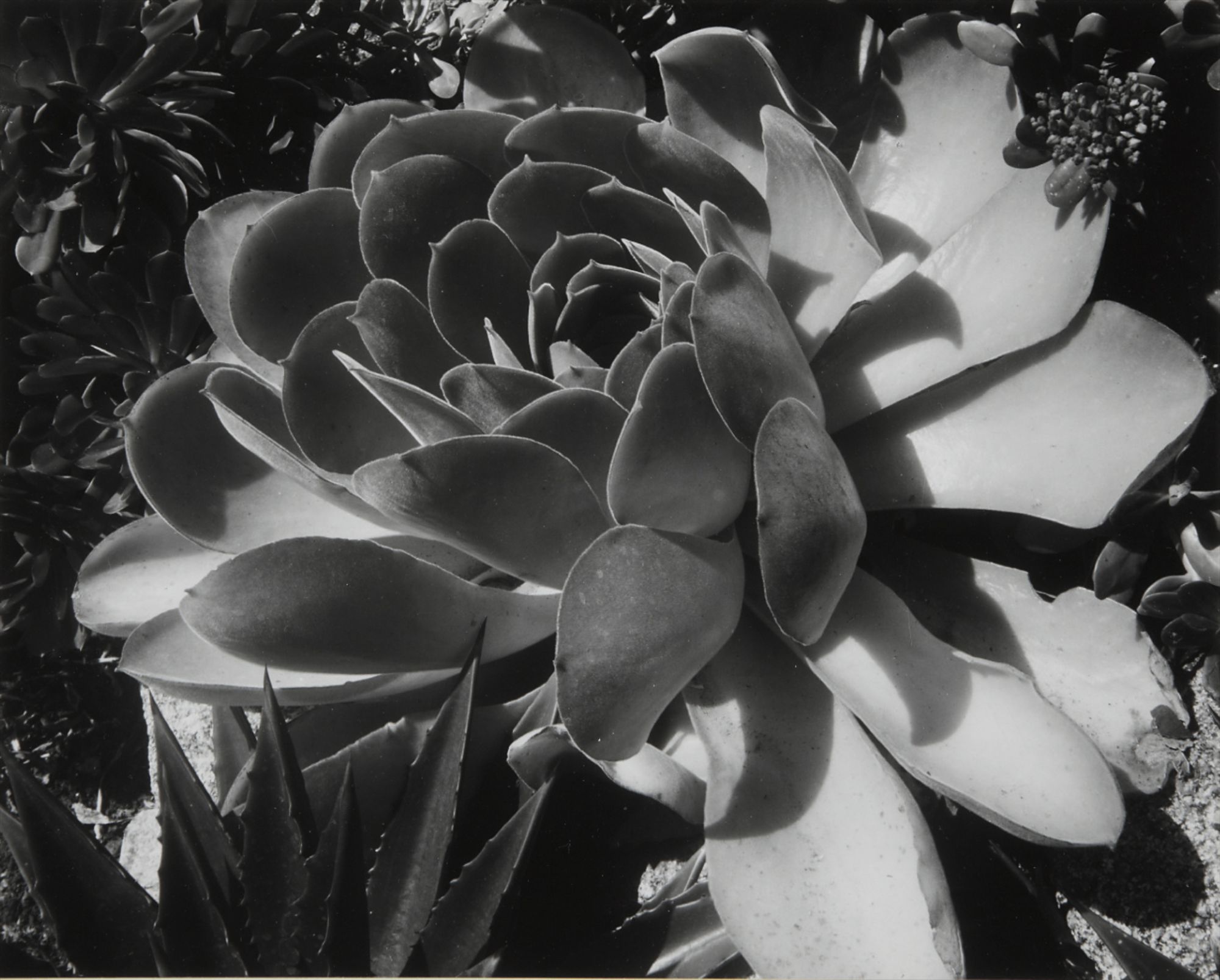 Edward Weston — Succulents